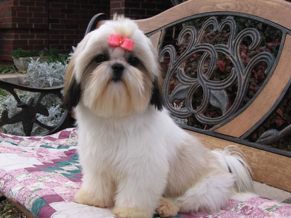 Shih Tzu Dog With Pink Ribbon Sitting On A Bench Puppies Wallpaper