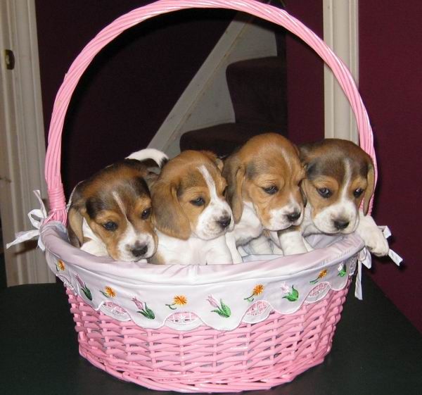 It S The Easter Beagle Basket Of Beagles If You Love Like I