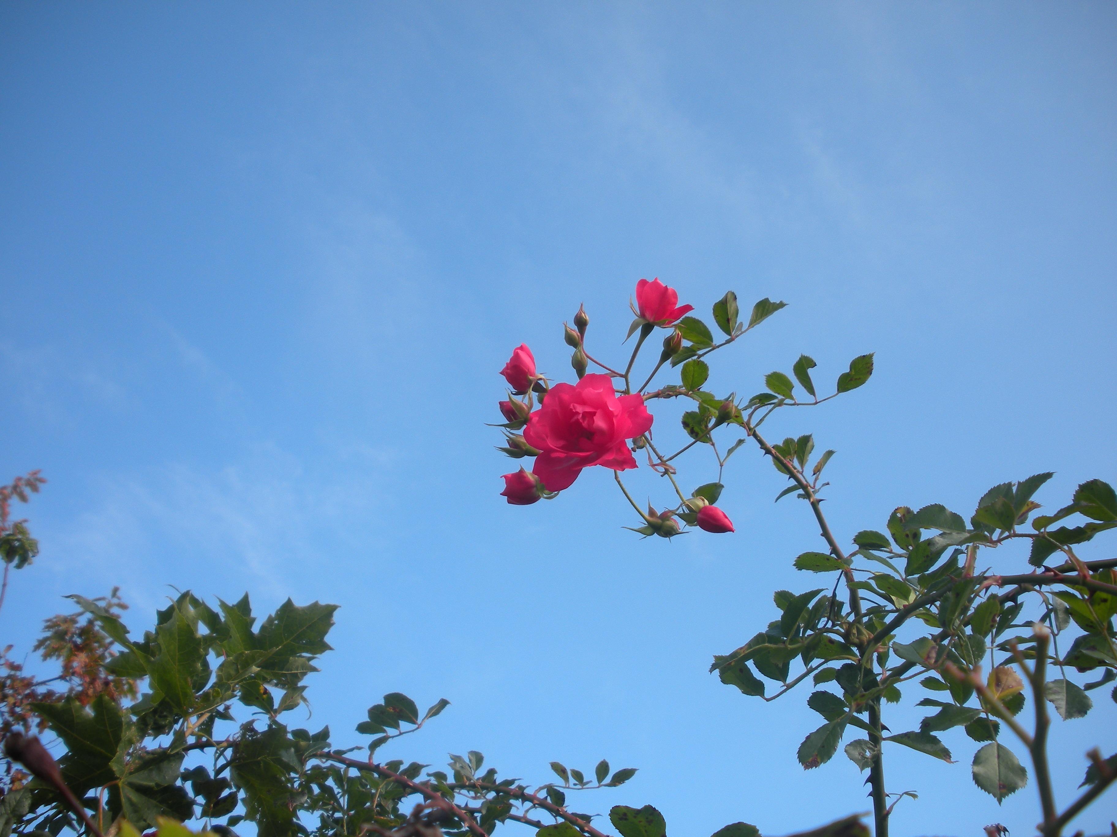 Flower Red Rose Summer Blue Sky Image