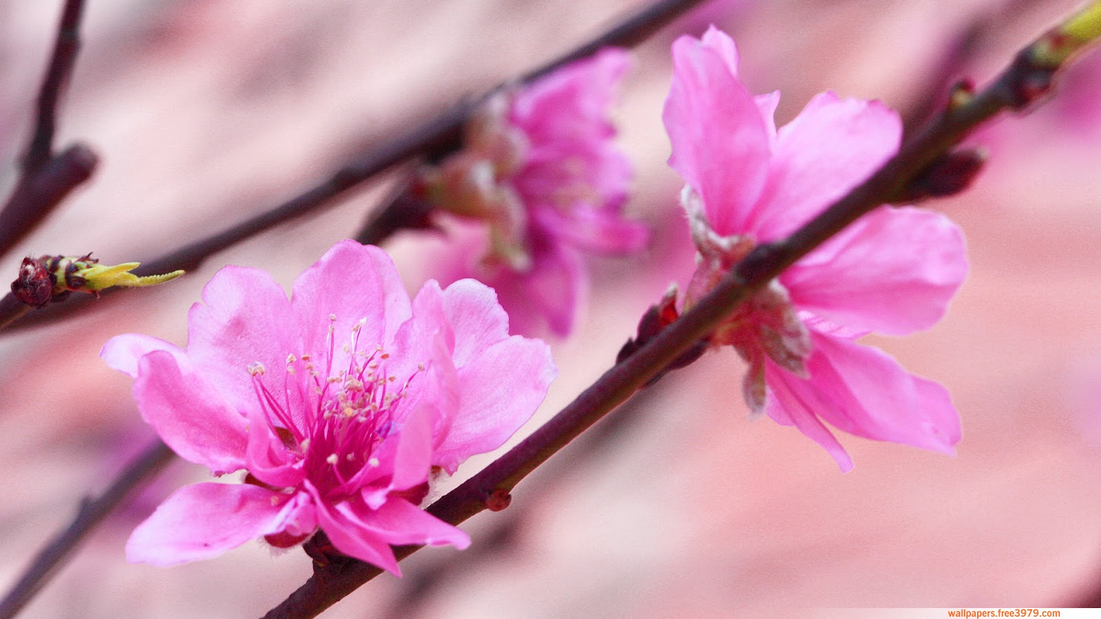  japanese cherry blossom flower vietnam flowers cherry blossom floral