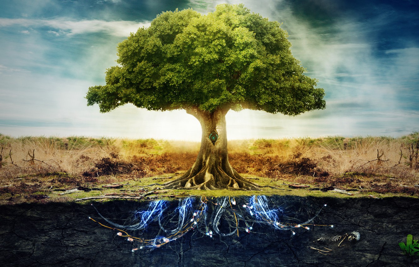 Wallpaper The Sky Roots Earth Tree Electricity Image For