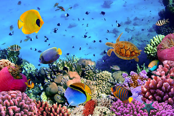 Beautiful Underwater Background