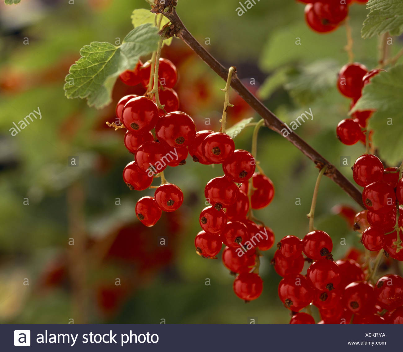 Currant Ribes Spicatum Branch Fruits Nature