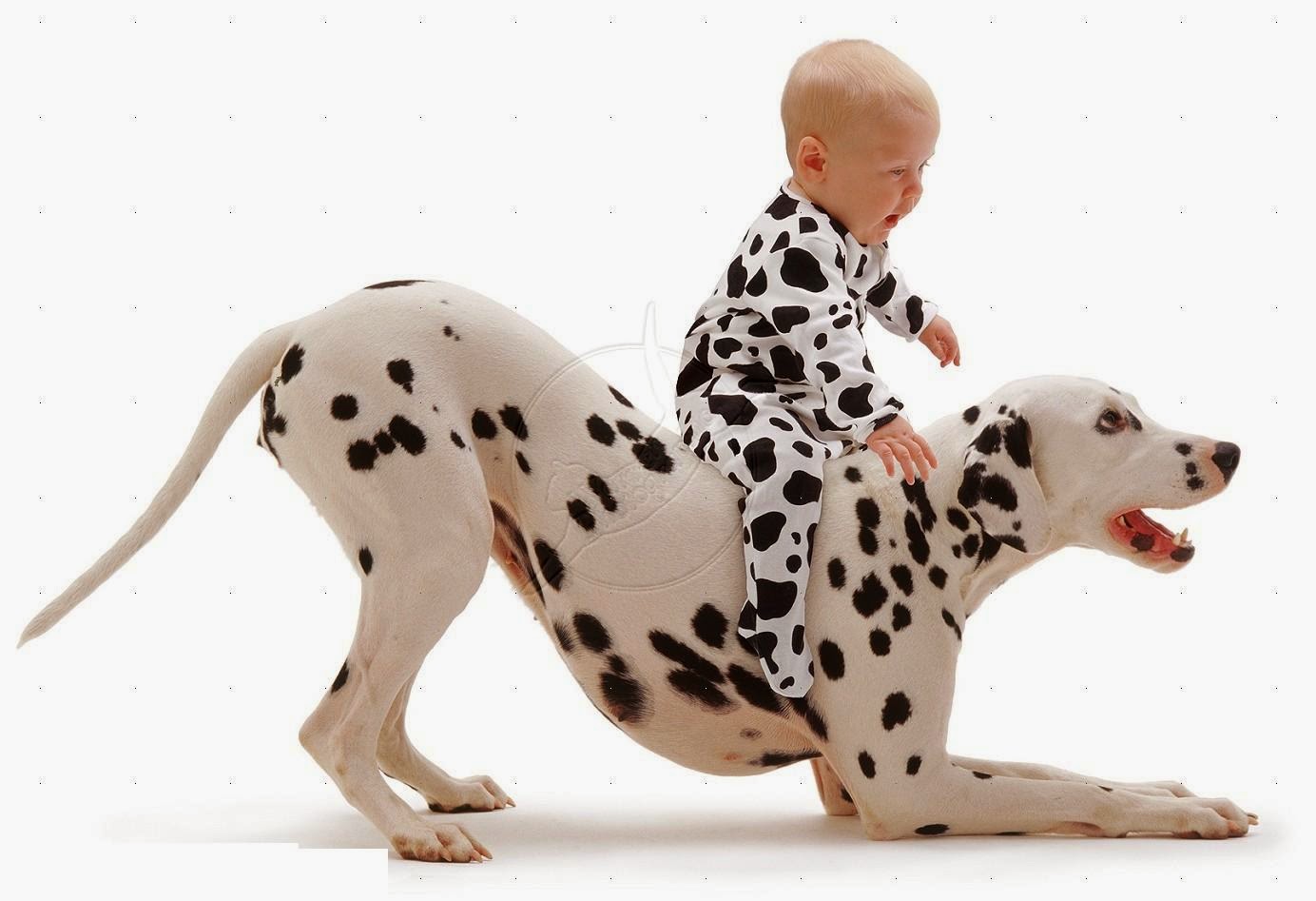 Dalmatian Dog Wallpaper Keywords Here