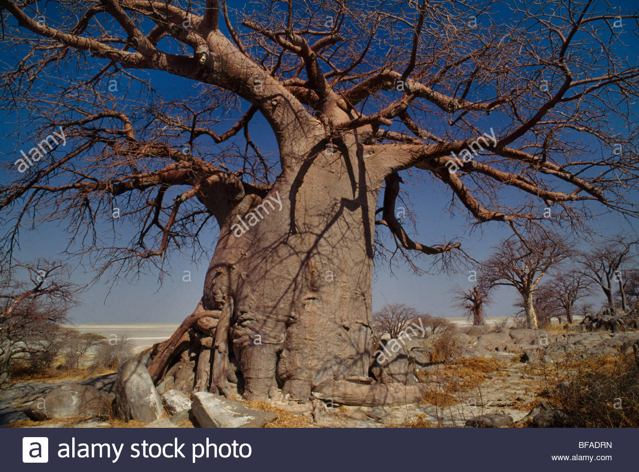 Baobab Tree Makgadikgadi Pans Stock Photos Baobab Tree