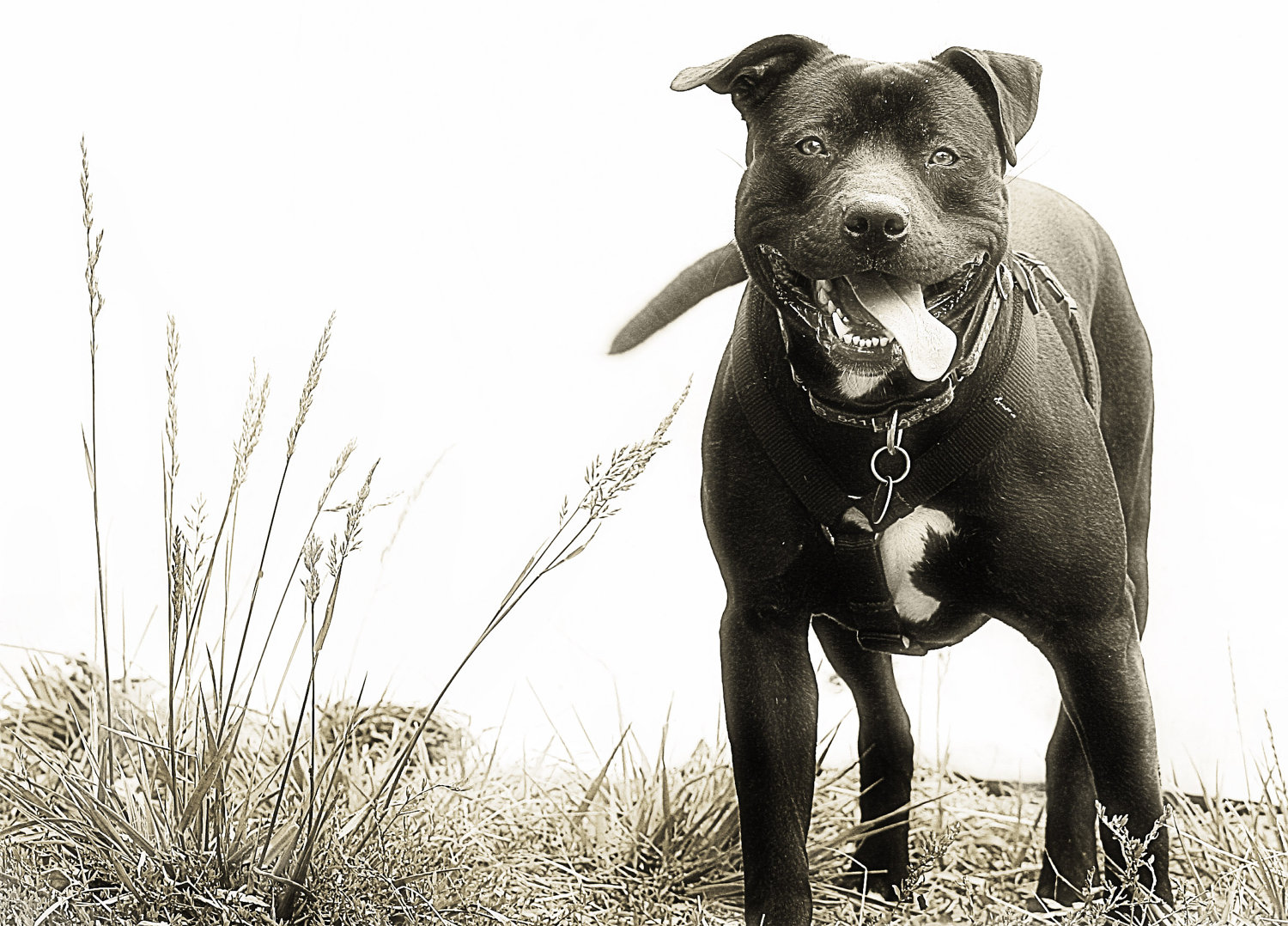 Pitbull Puppy Desktop Wallpaper HD
