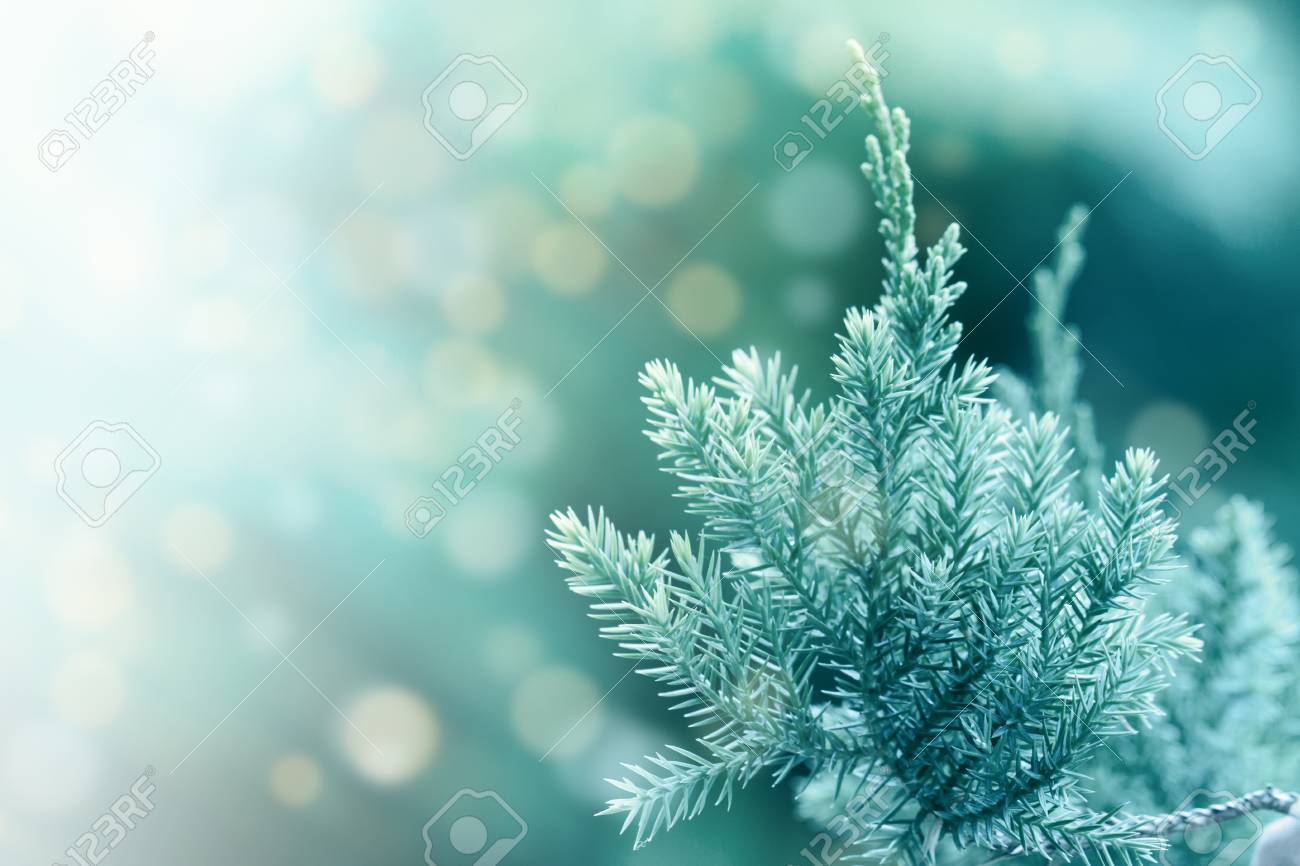 Pine Tree Evergreen Juniper Background Christmas And Winter