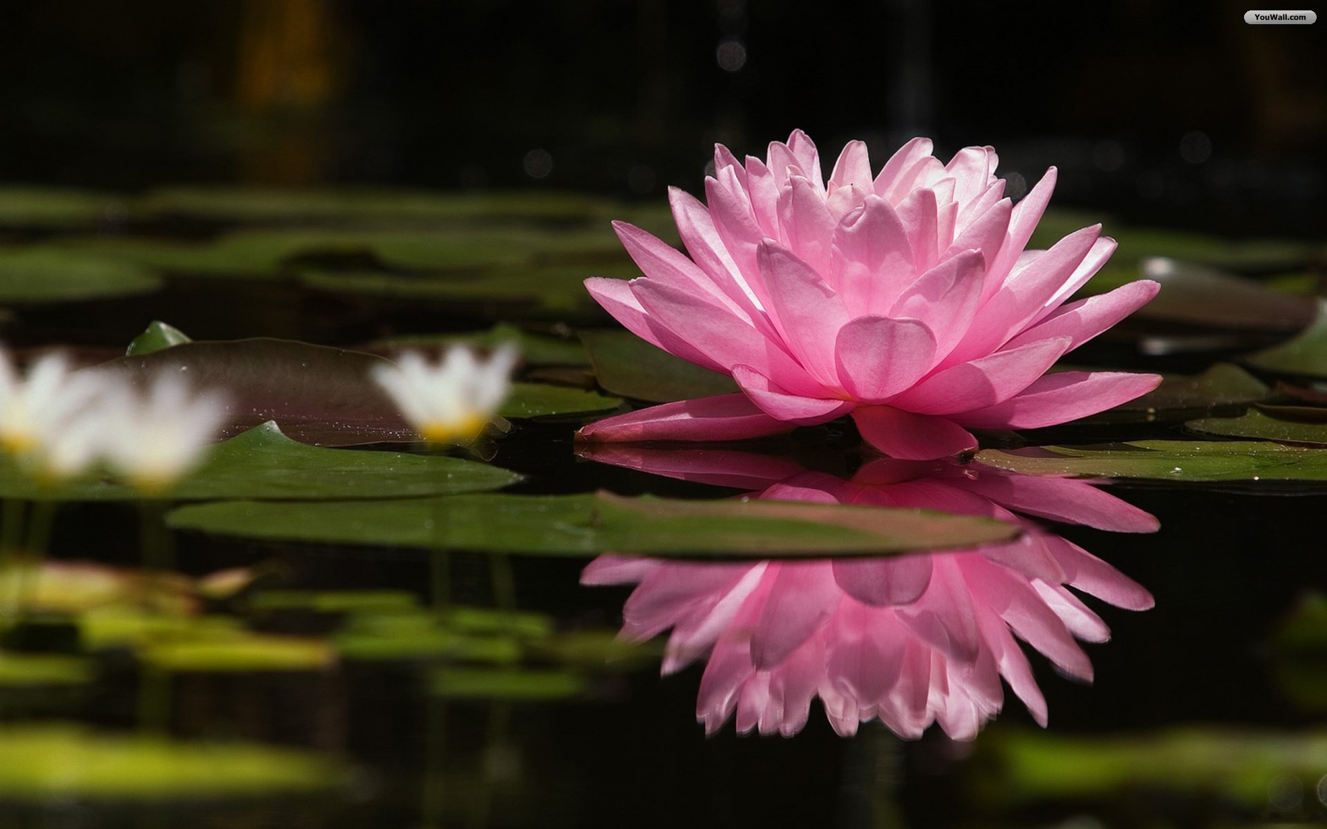 pink water lily wallpaper 6618f