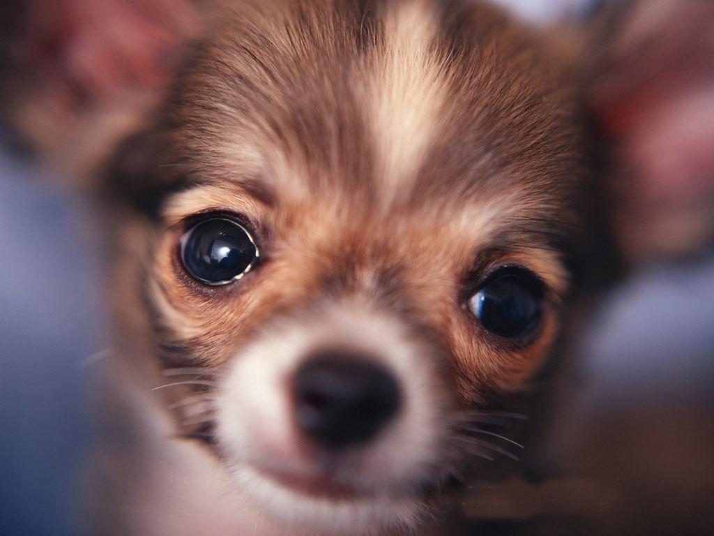 Beautiful Big Brown Eyes Chihuahuas Wallpaper