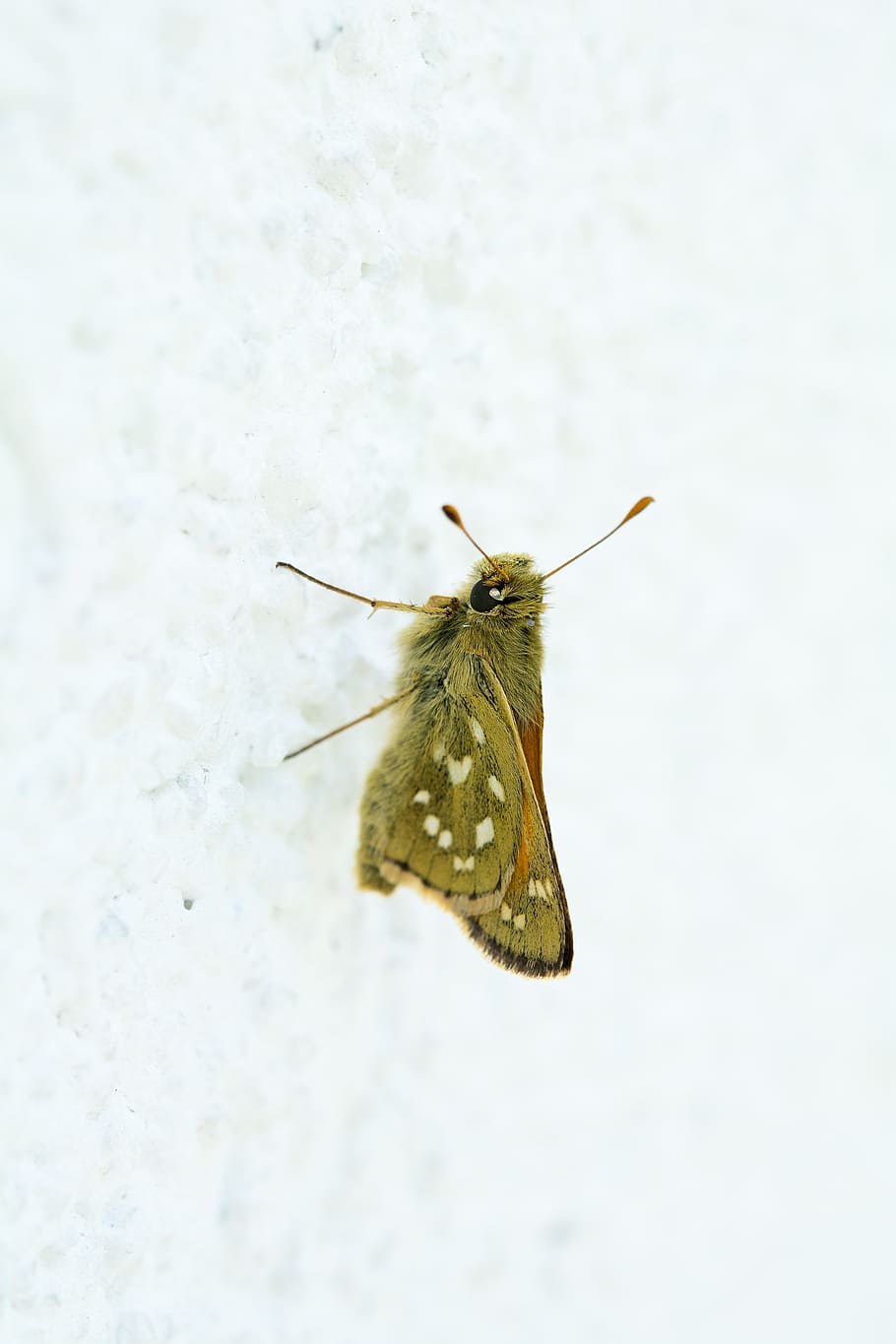 HD Wallpaper Butterfly Hesperia Ma Female Skipper Nature