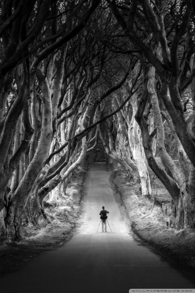 Dark Hedges Avenue Of Beech Trees Northern Ireland 4k HD