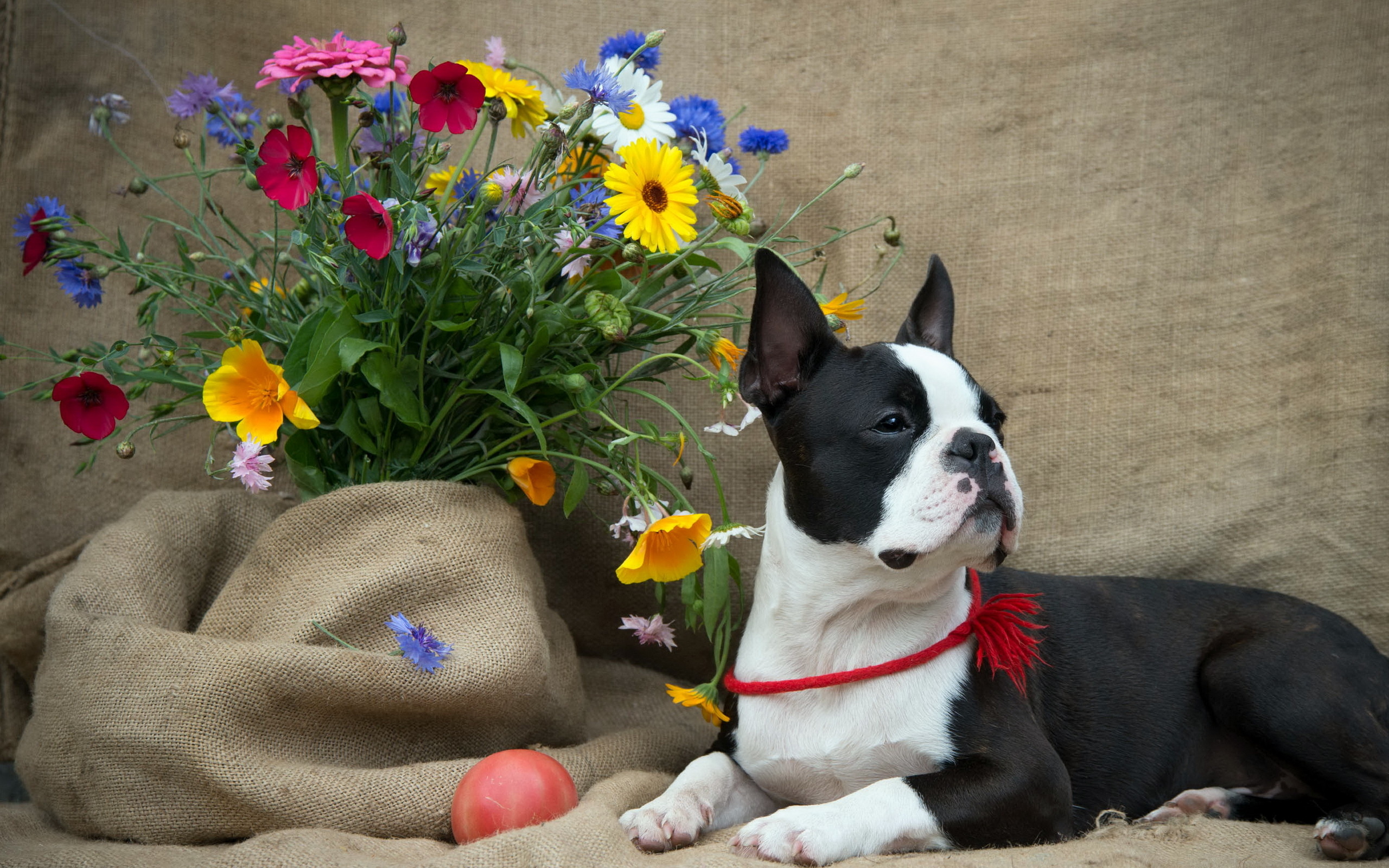 Boston Terrier Flowers Dog Wallpaper Background