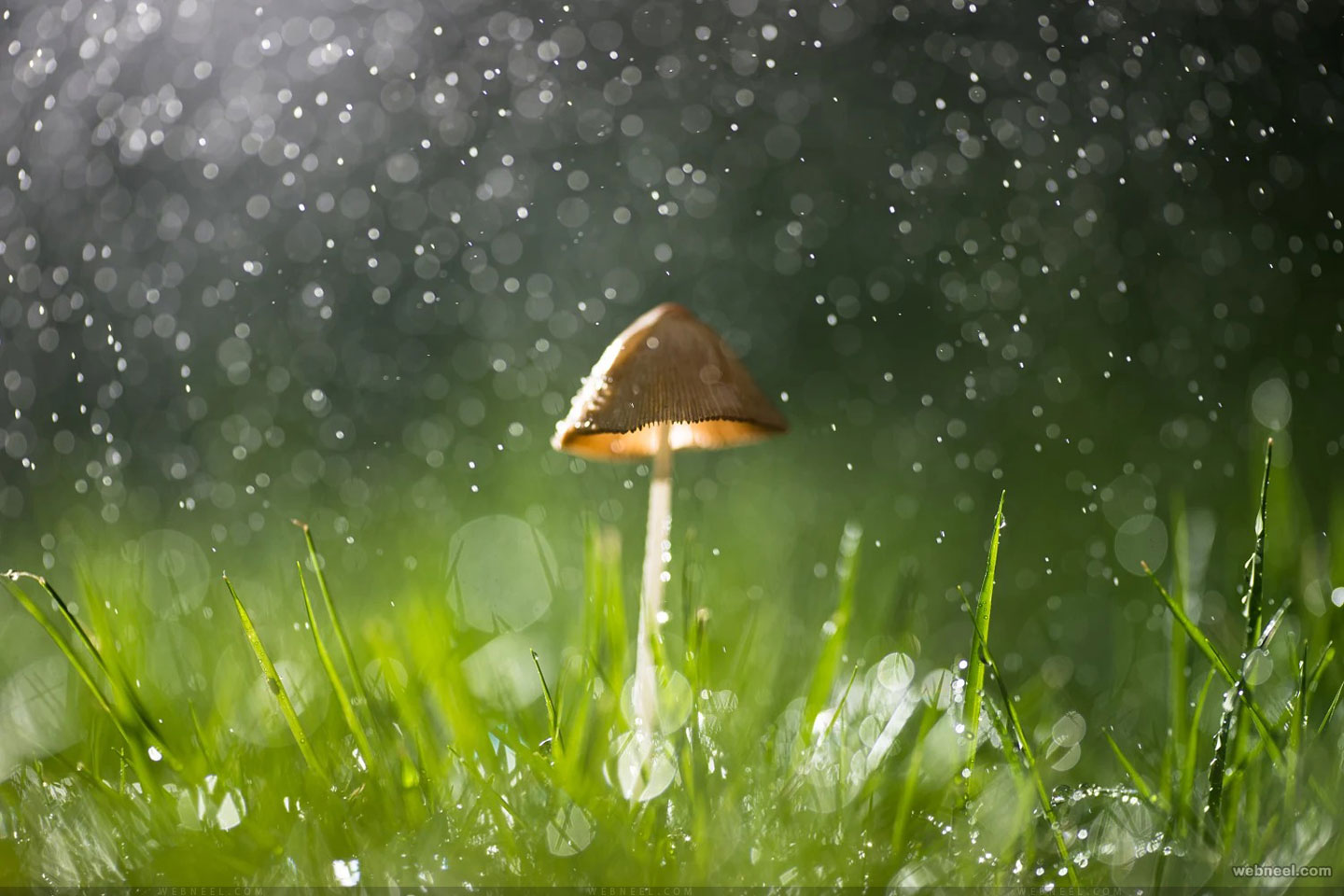 A small mushroom stands tall amidst glistening blades of grass as refreshing raindrops fall around it, creating a captivating rainy scene