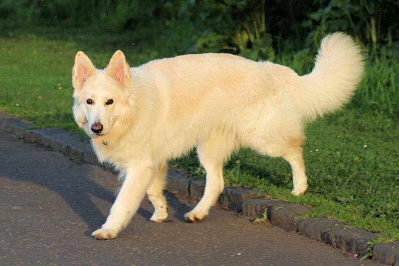 48 German Shepherd Wallpaper Borders On Wallpapersafari