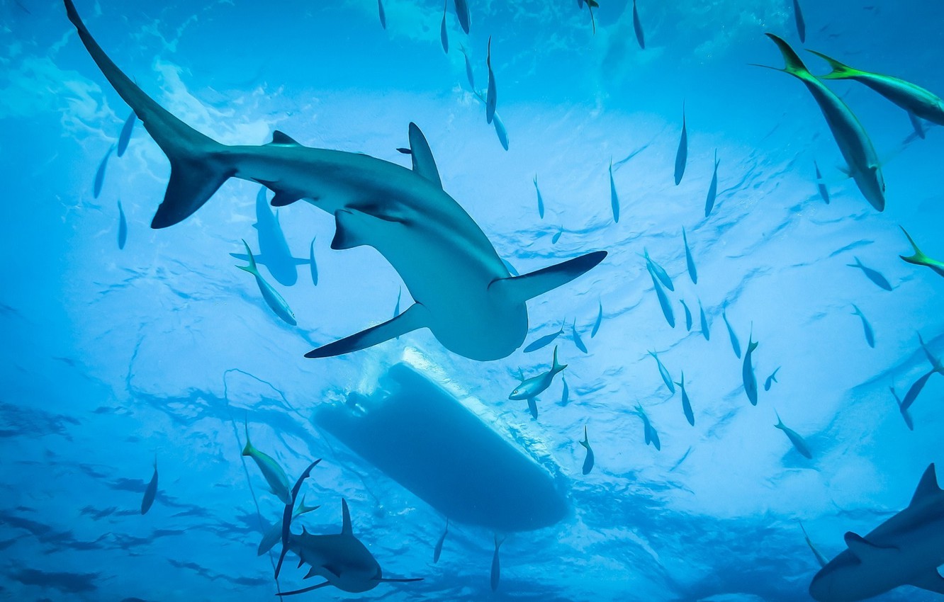 Wallpaper Shark Ocean Diving Image For Desktop Section