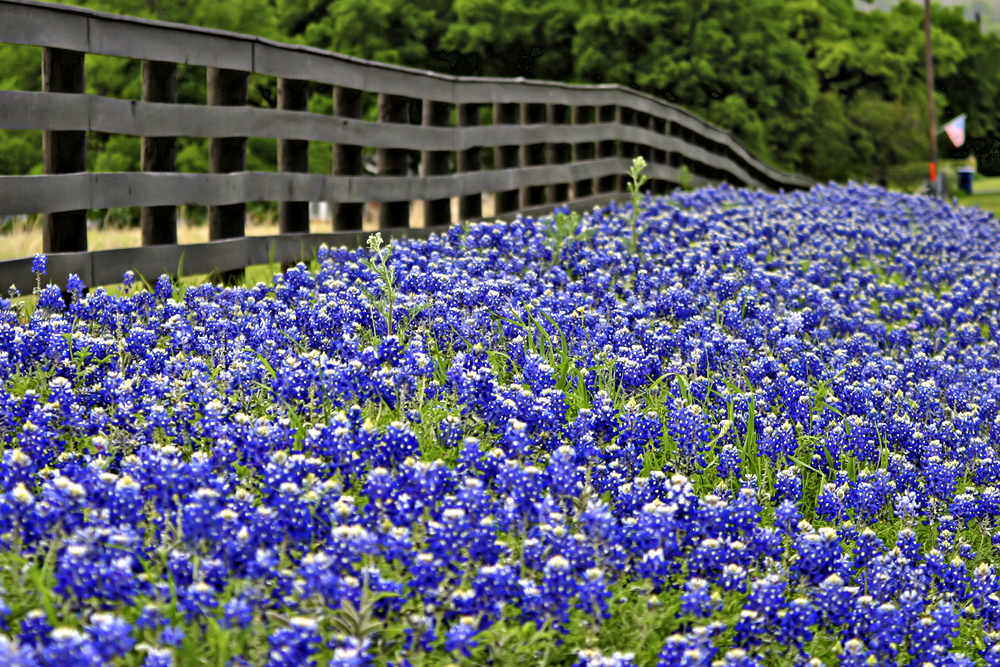 Hill Country Land Enjoying Wildflowers In The