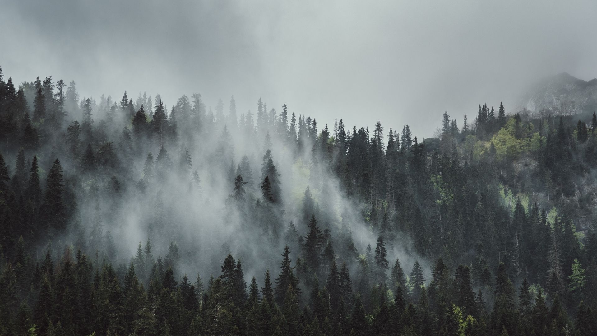 Foggy Forest Wallpaper Landscape Nature