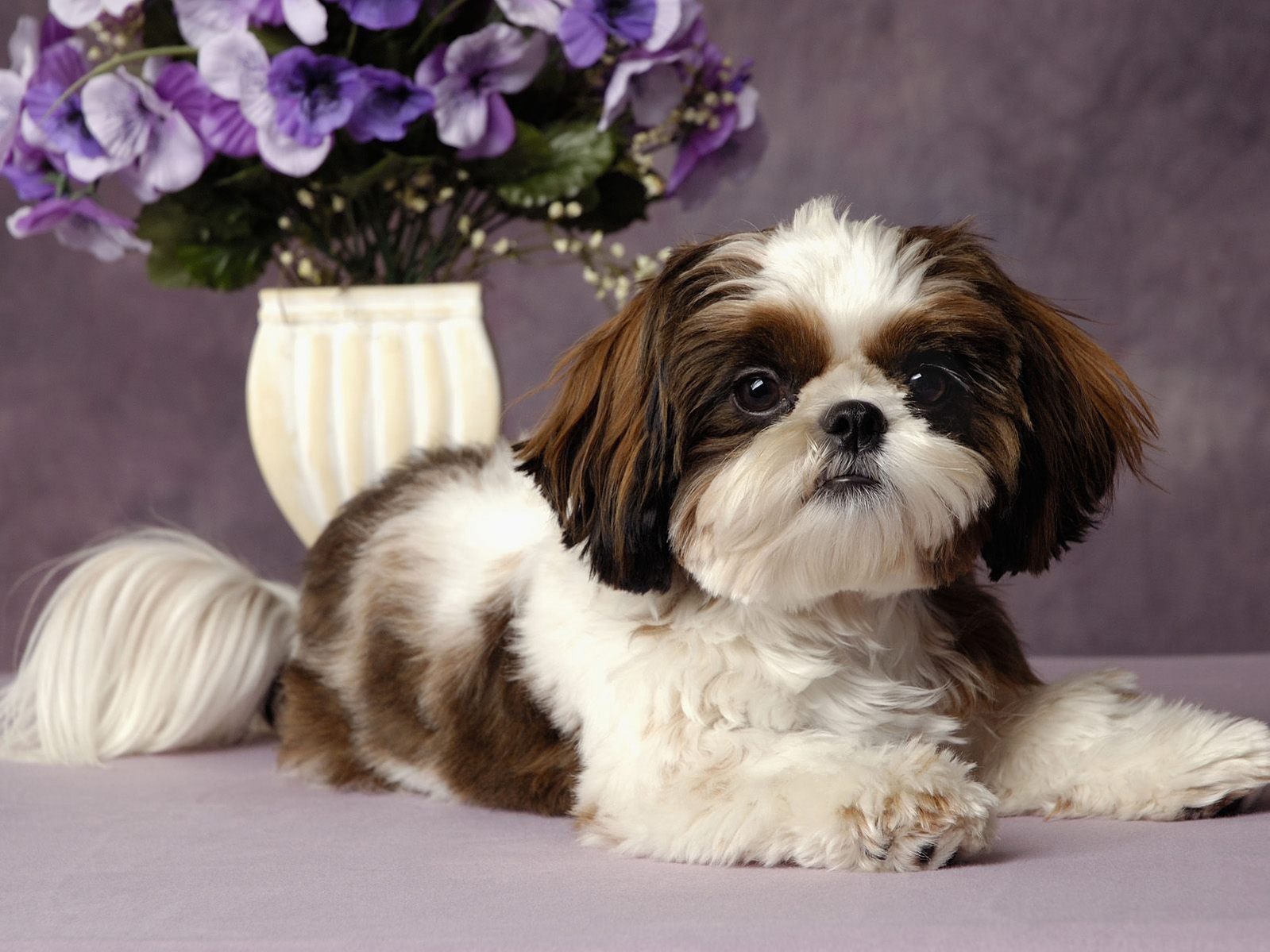 Shih Tzu Puppies Wallpaper HD All Pictures And