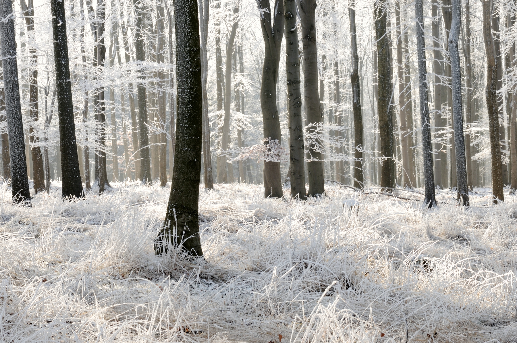 Winter Forest Wallpaper