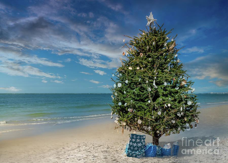 Christmas Tree On Siesta Key Beach Florida Photograph By Liesl