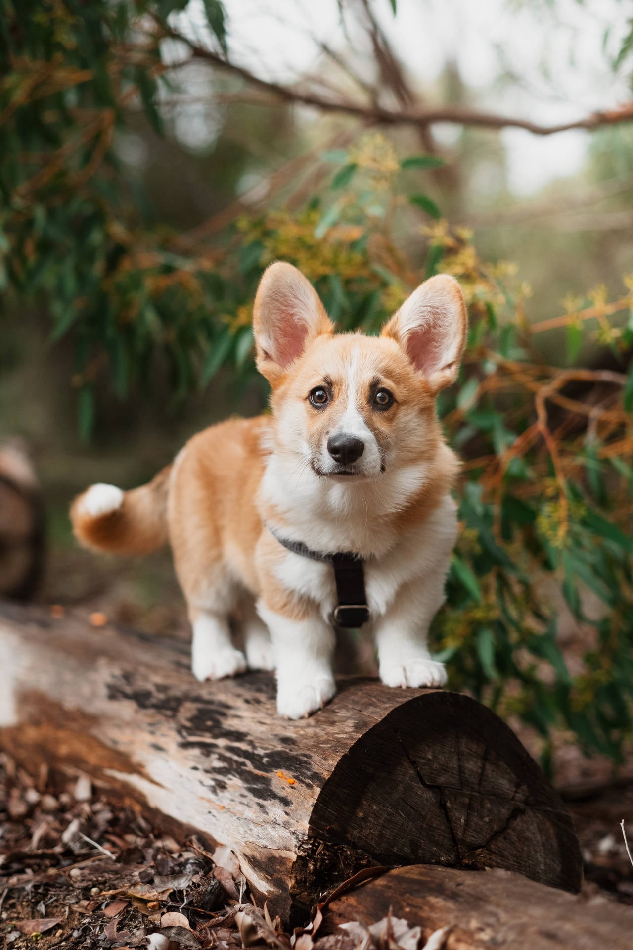 Corgi Background Wallpaper