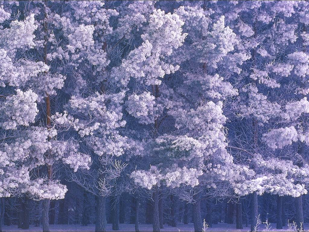 Winter Forest Wallpaper Beauty Background