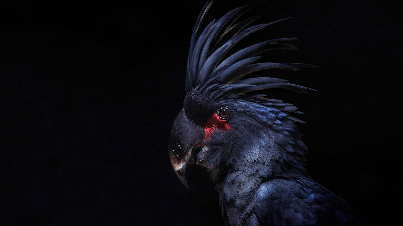 Wallpaper Cockatoo Parrot Bird Crest Black Background