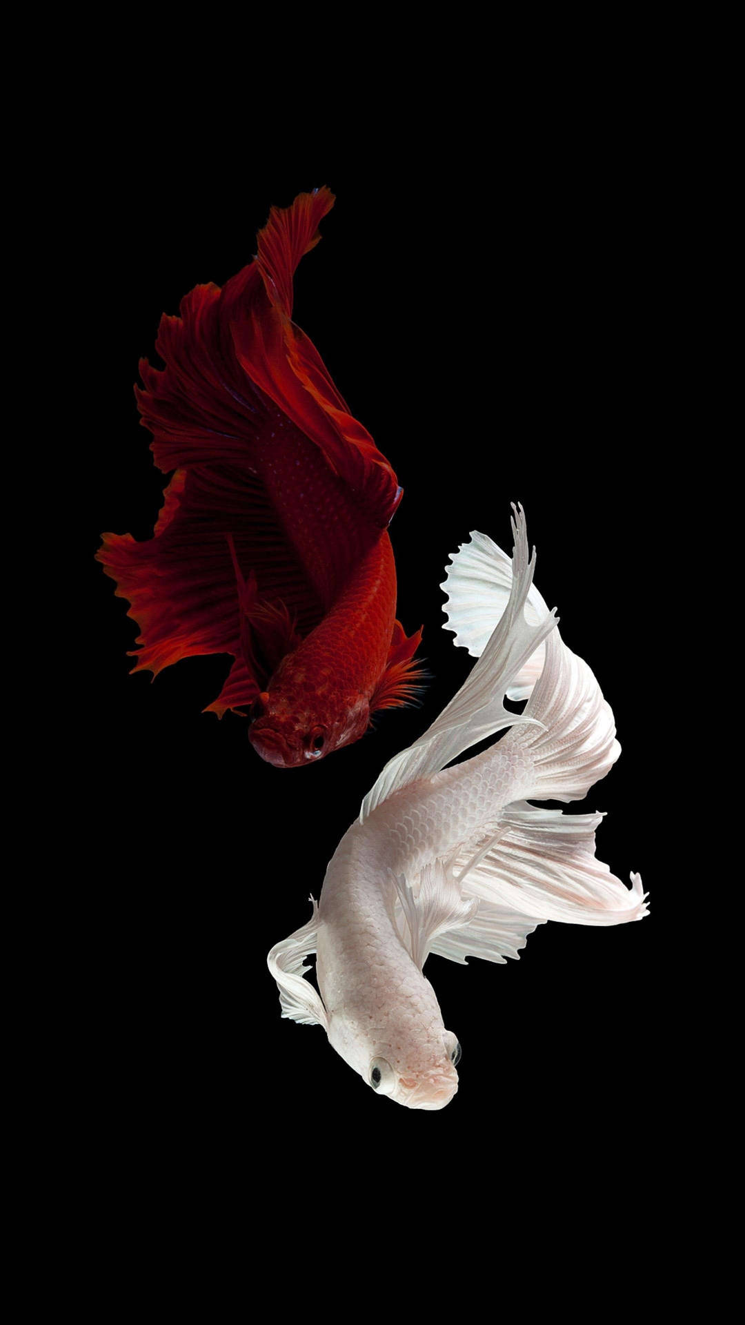 Fish iPhone Wallpaper
