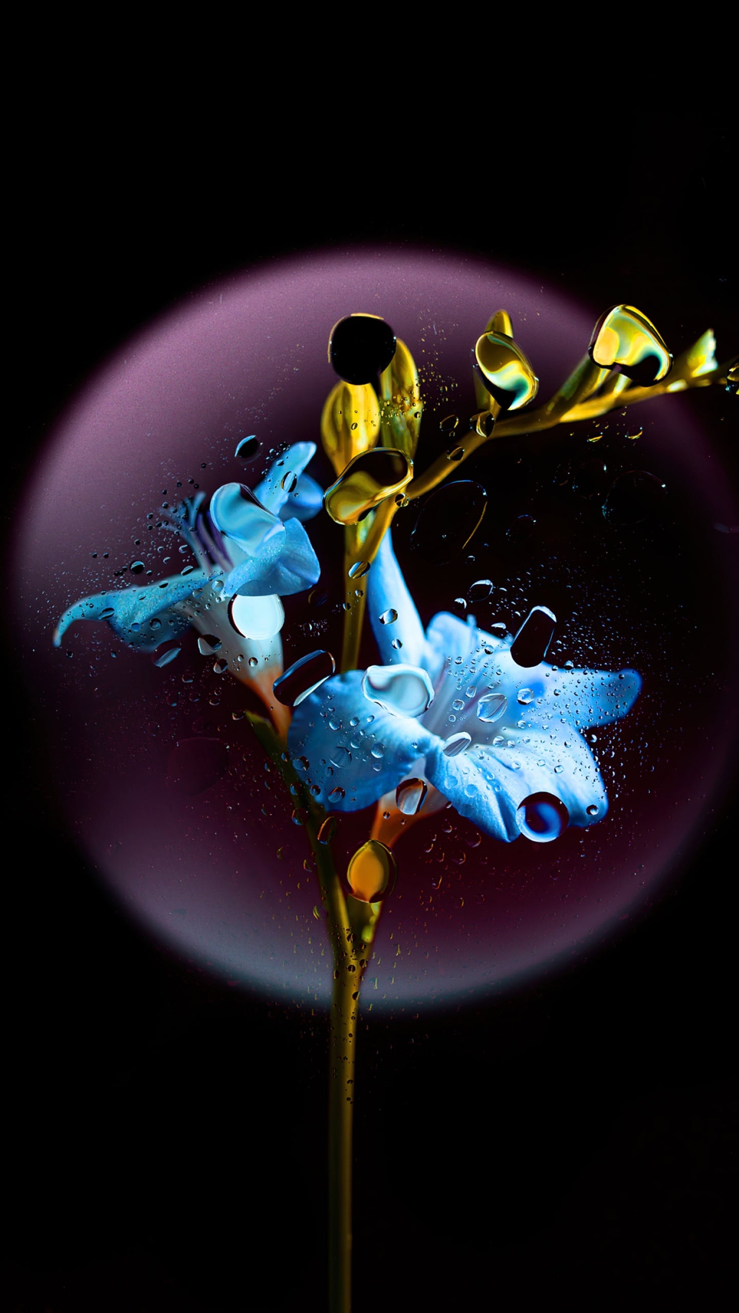 Beautiful Blue Flowers Wallpaper
