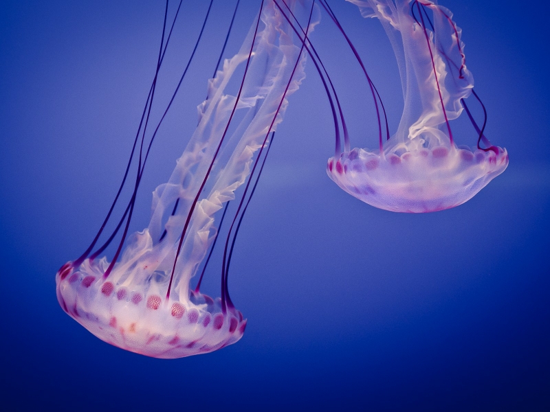 Anime Ocean Wallpaper Animals Jellyfish