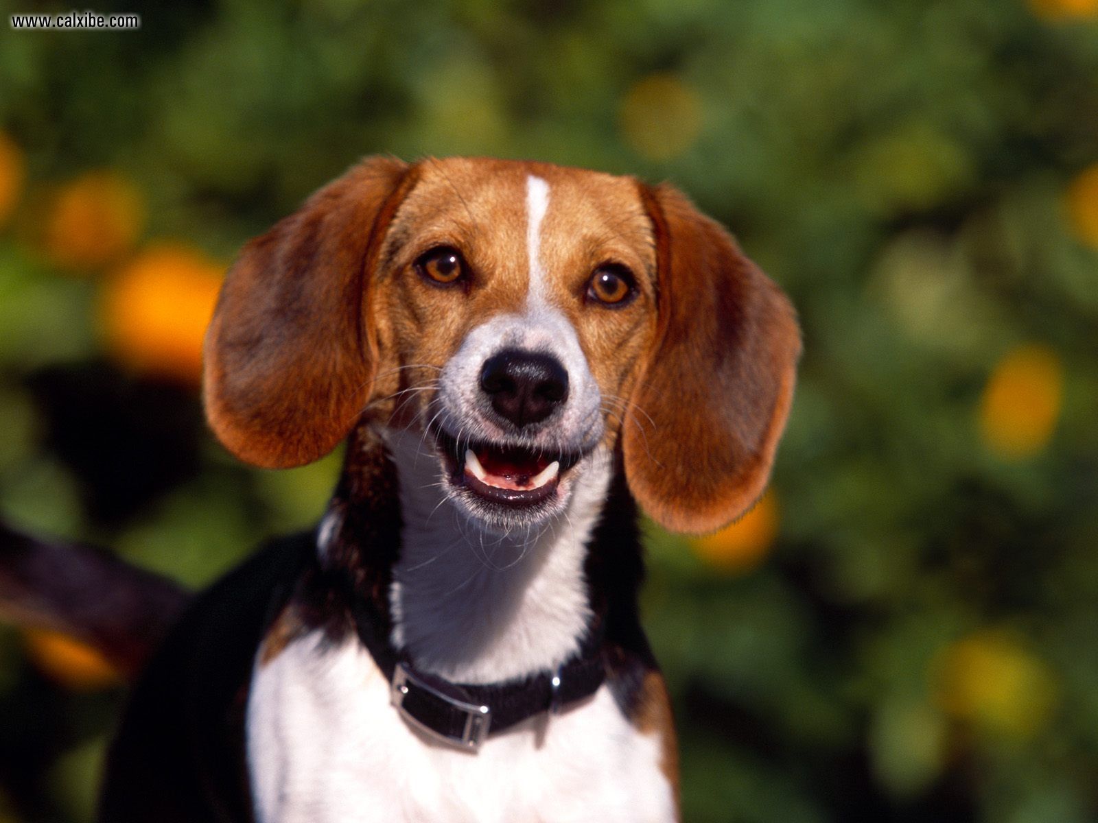 Animals Regal Beagle Picture Nr