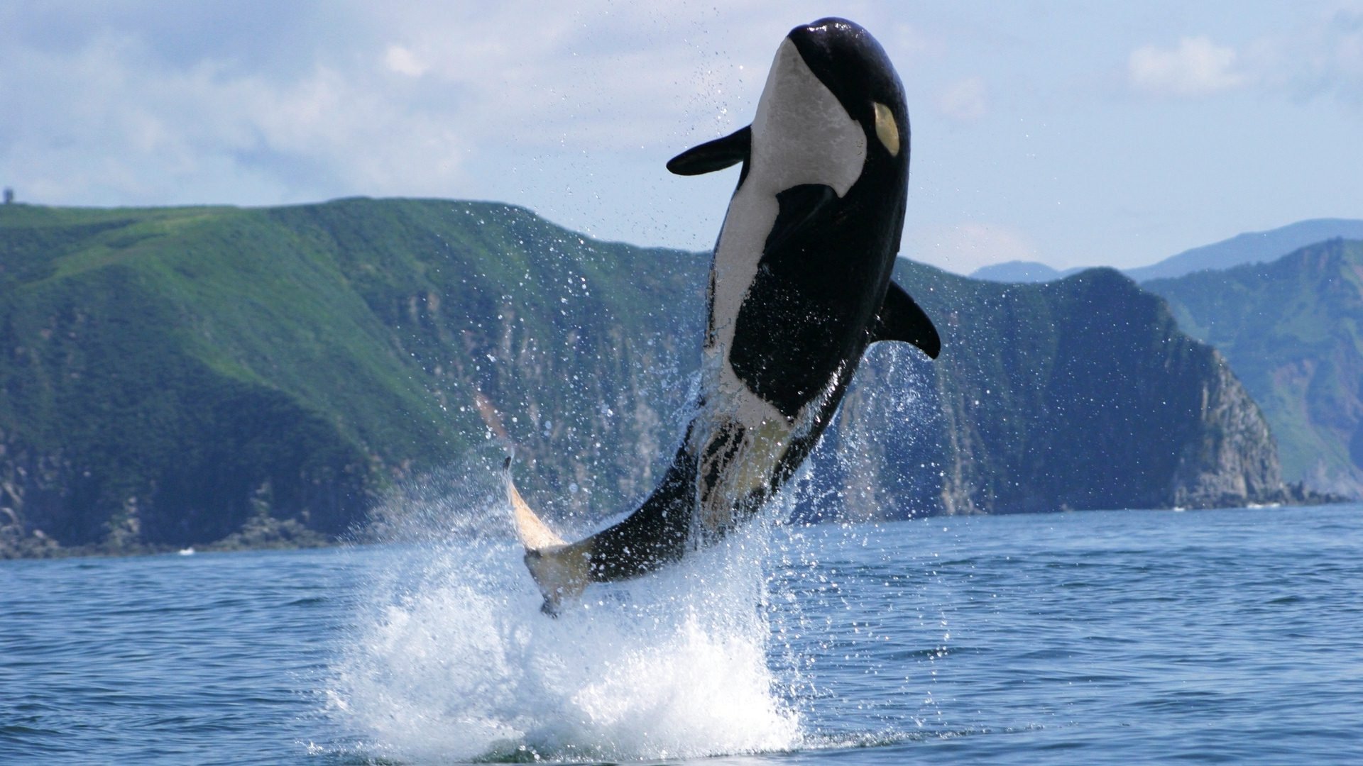 Free download Killer Whale Wallpaper [1920x1080] for your Desktop, Mobile &  Tablet | Explore 70+ Orca Whale Wallpaper | Whale Wallpaper, Orca Wallpaper,  Orca Wallpapers
