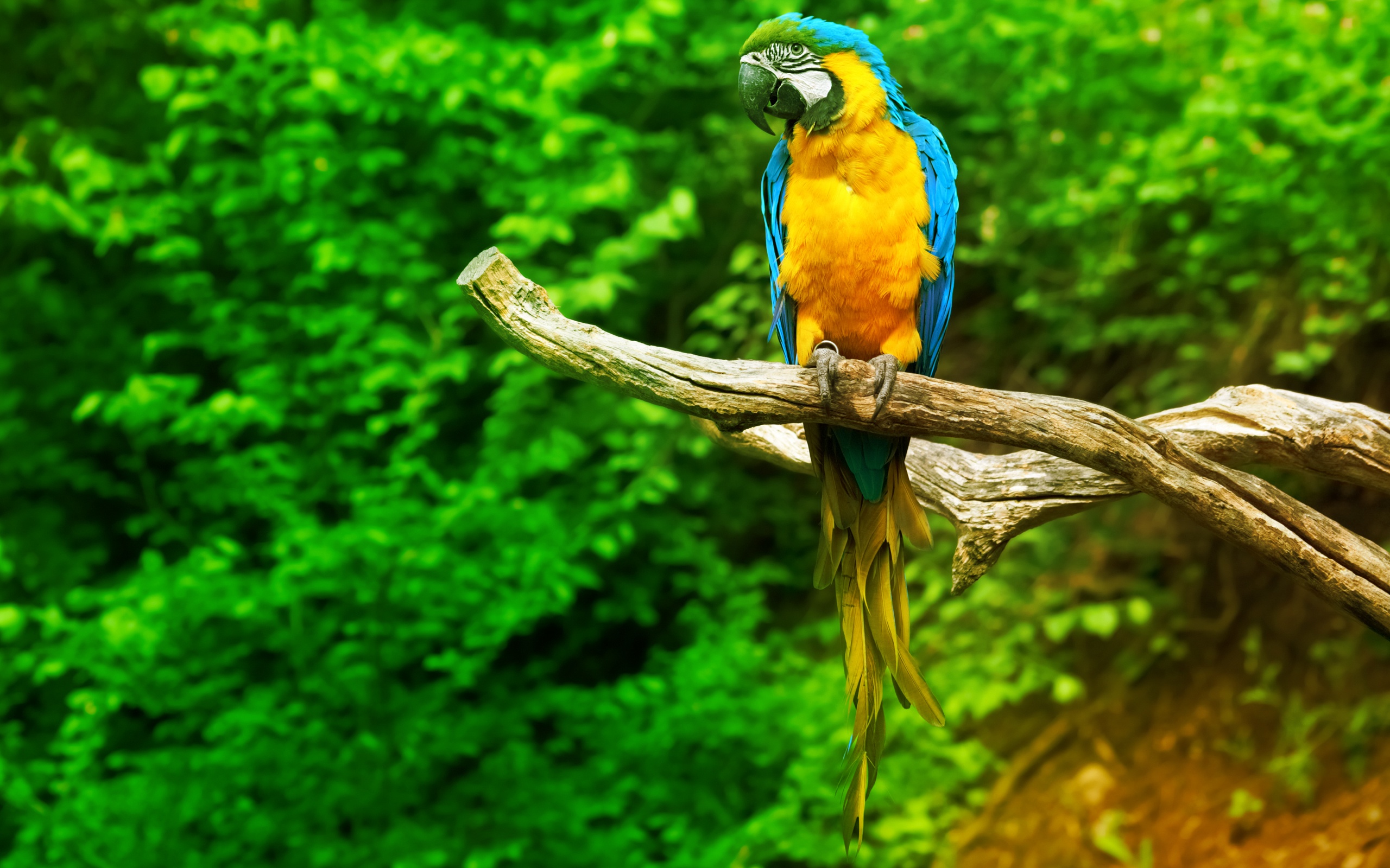 Flying macaw parrot wallpapers pictures photos images