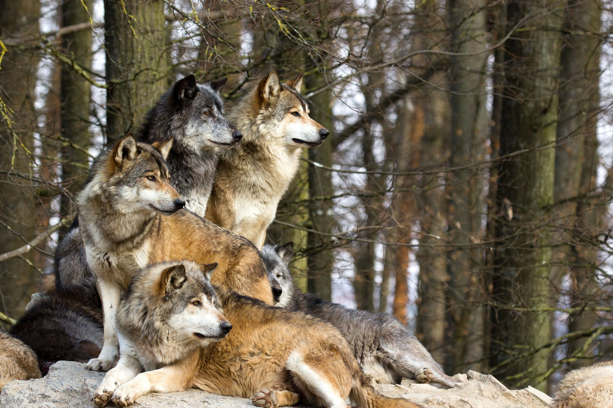 Wolfpack Wallpaper The Best Image In