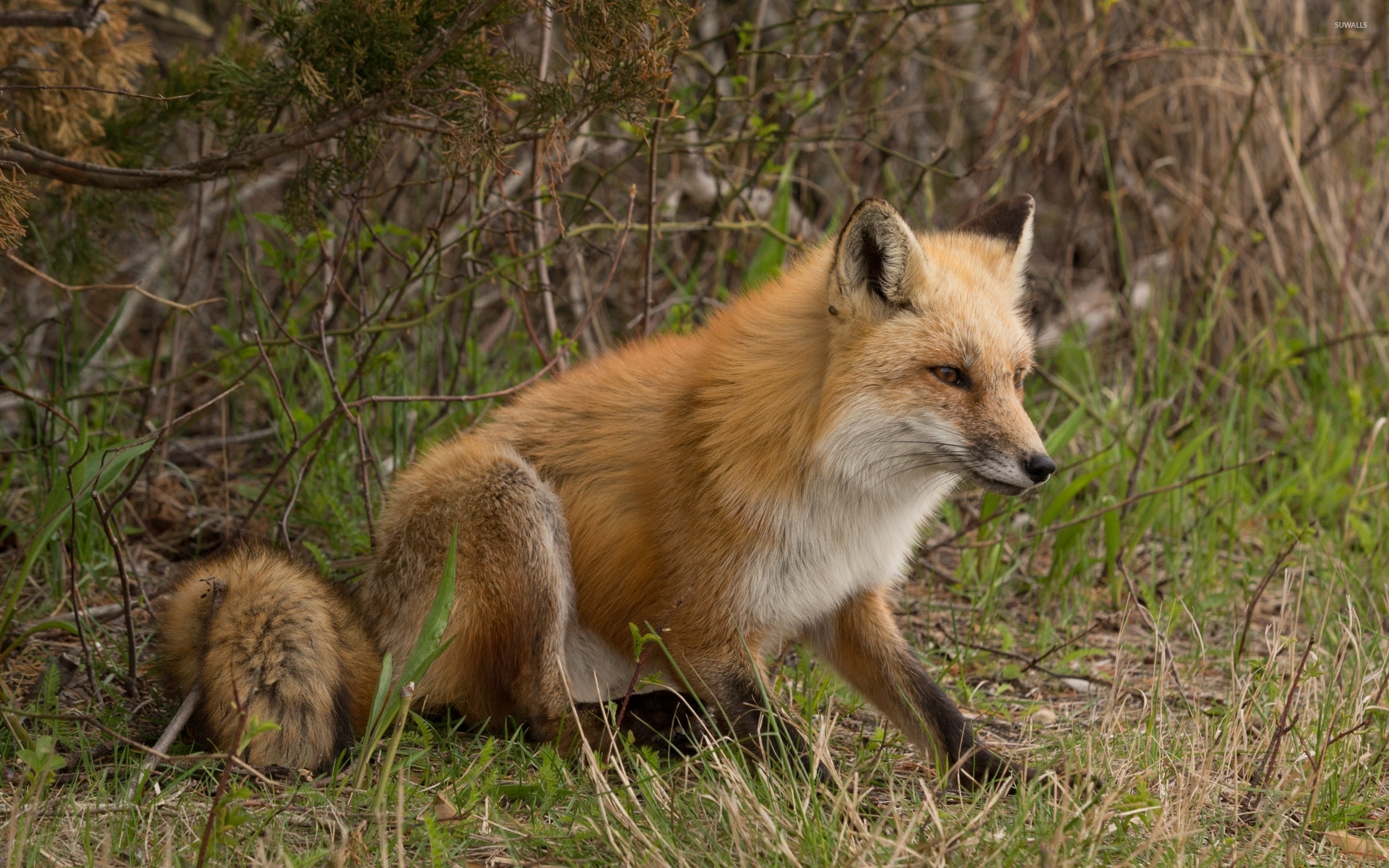 Fox Wallpaper Animal
