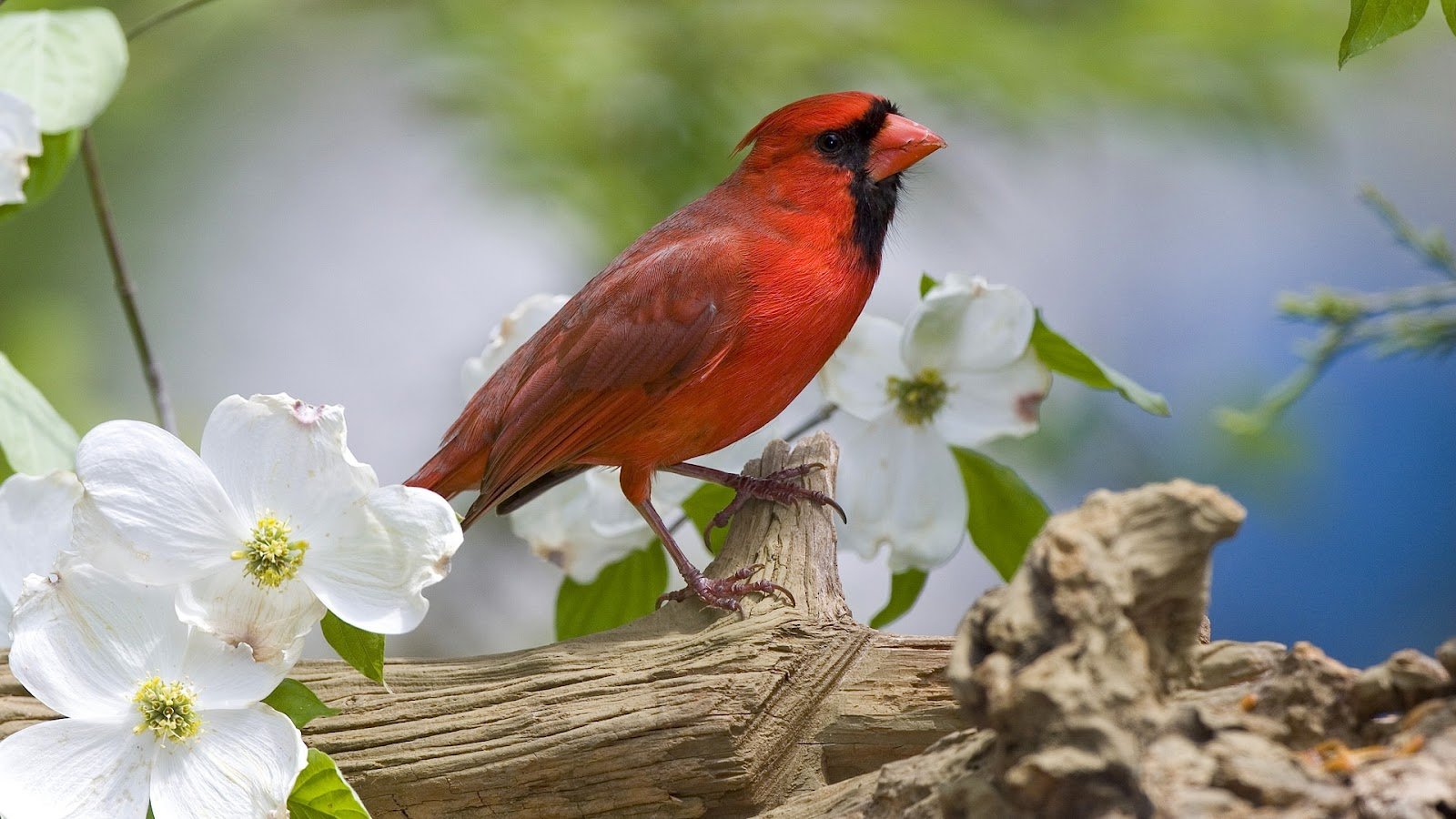 Red Bird Look Like Angry Birds HD Wallpaper HD Nature Wallpapers 1600x900