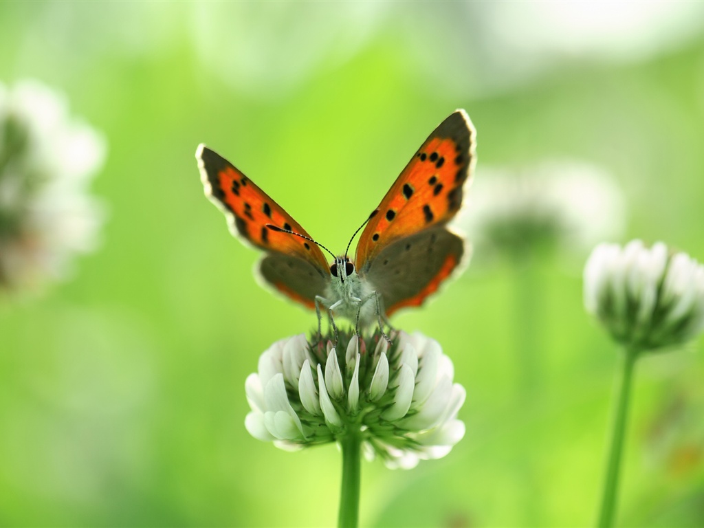 Insectos Mariposa Primer Plano Flores Silvestres Blancas En Verano