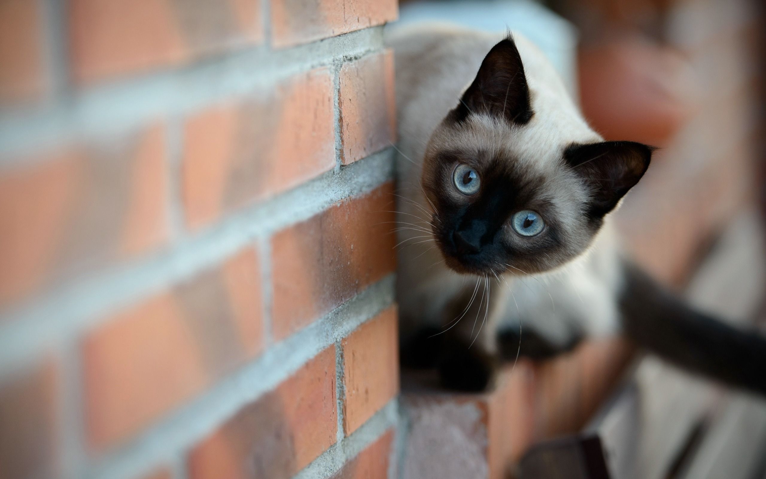 Blue Eye Siamese Cat Wallpaper Wallpaperlepi