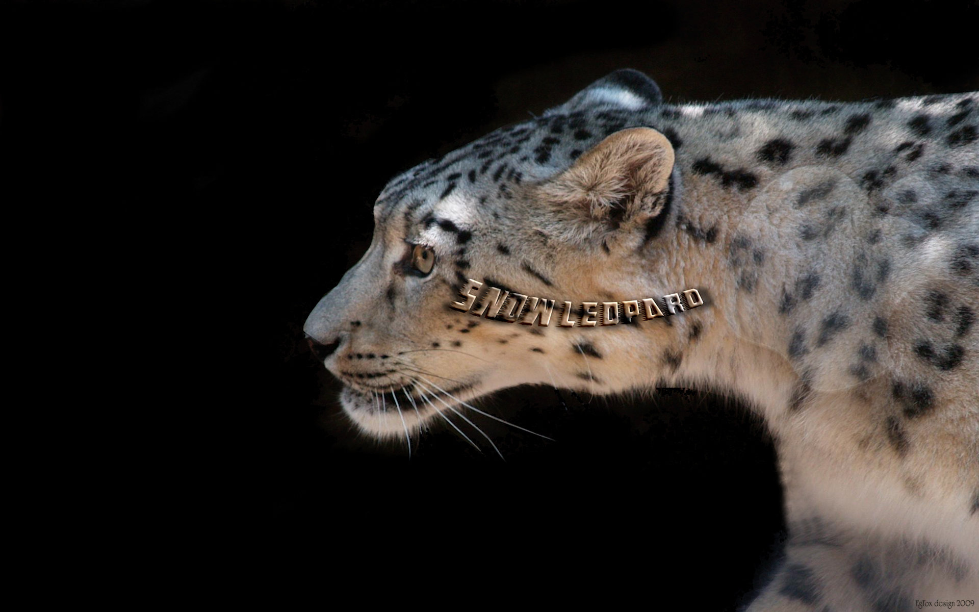Egfox Snow Leopard HD Wallpaper Papel De