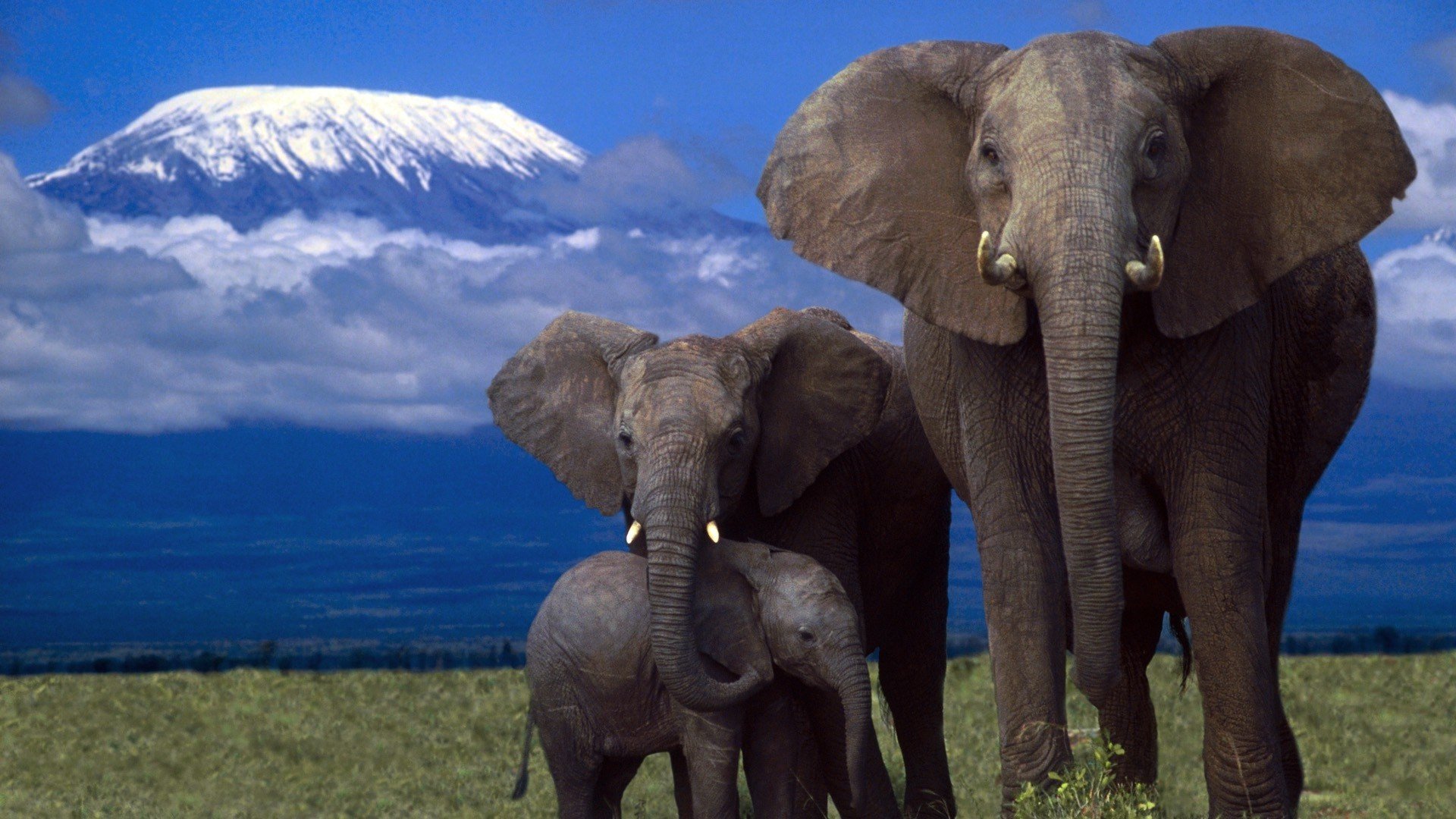 Beauty Cute Amazing Animal African Elephant Family In Jungle Wallpaper