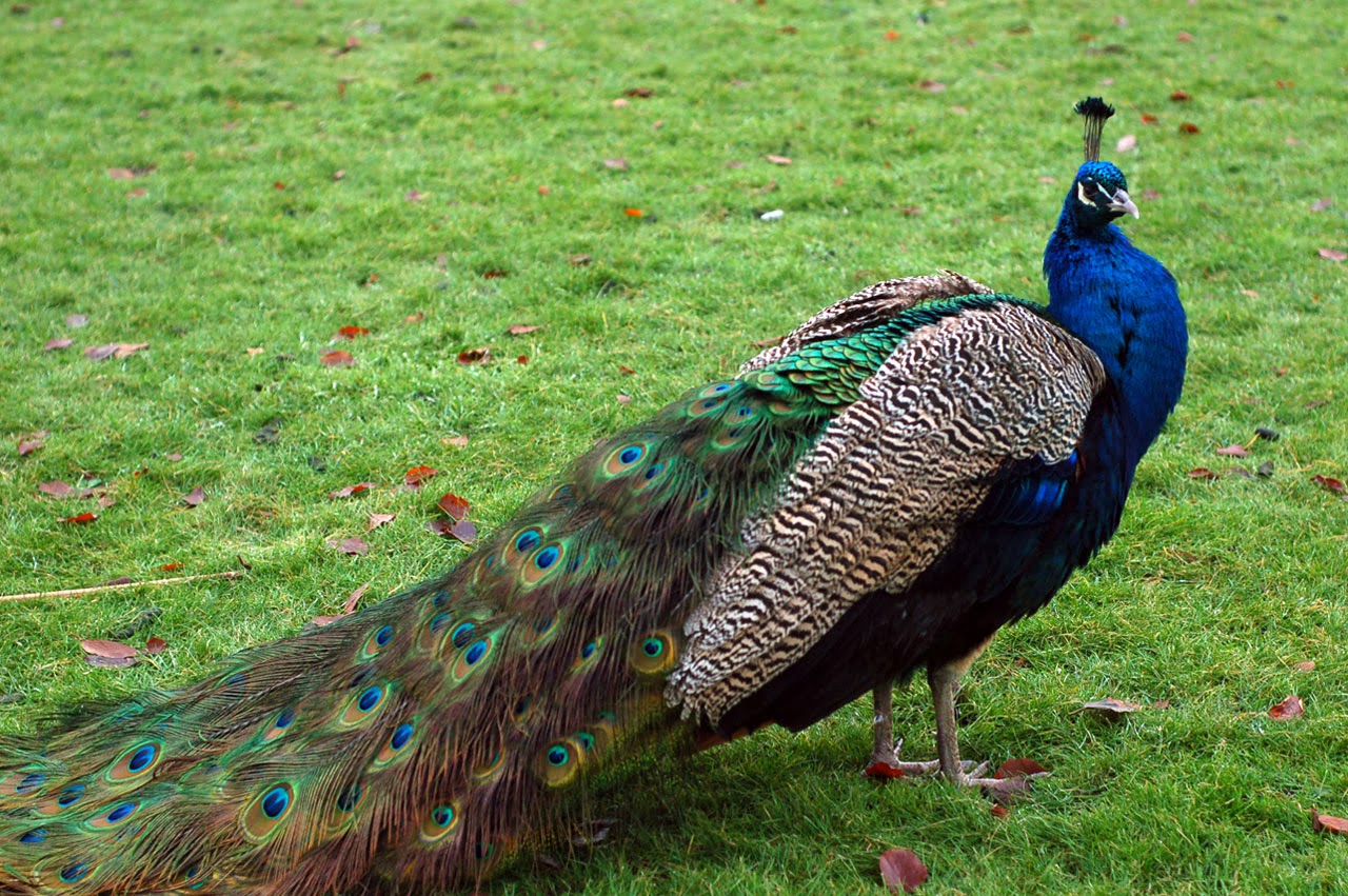 Peacock Wallpaper HD