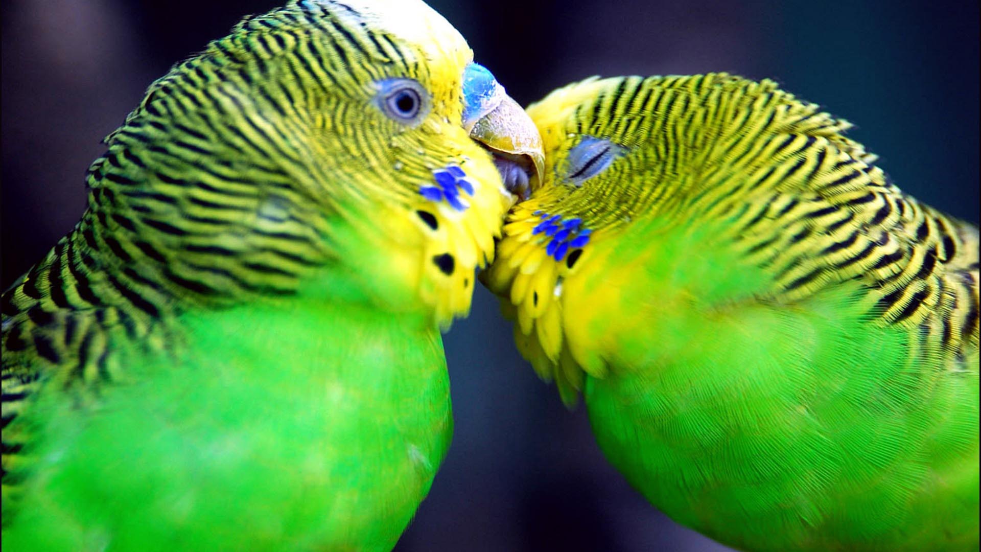 Desktop Best Wallpaper Love Parrot Couple Kiss