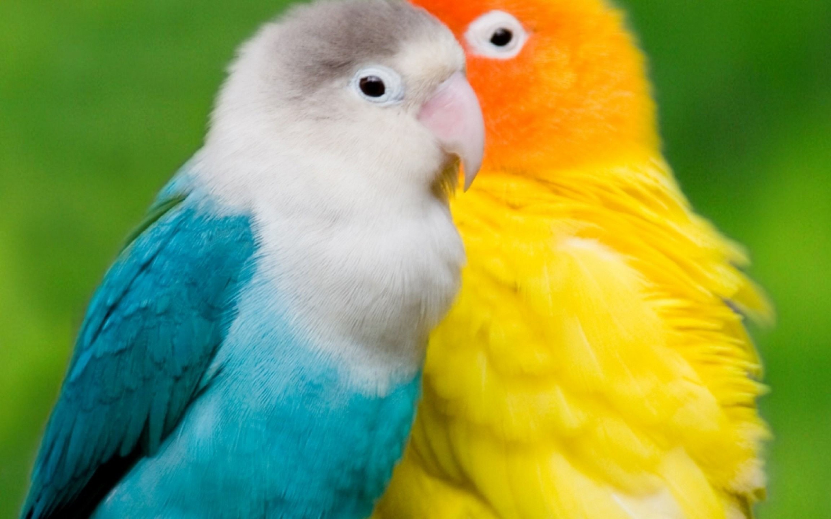 Two Colorful Lovebirds Perched Together