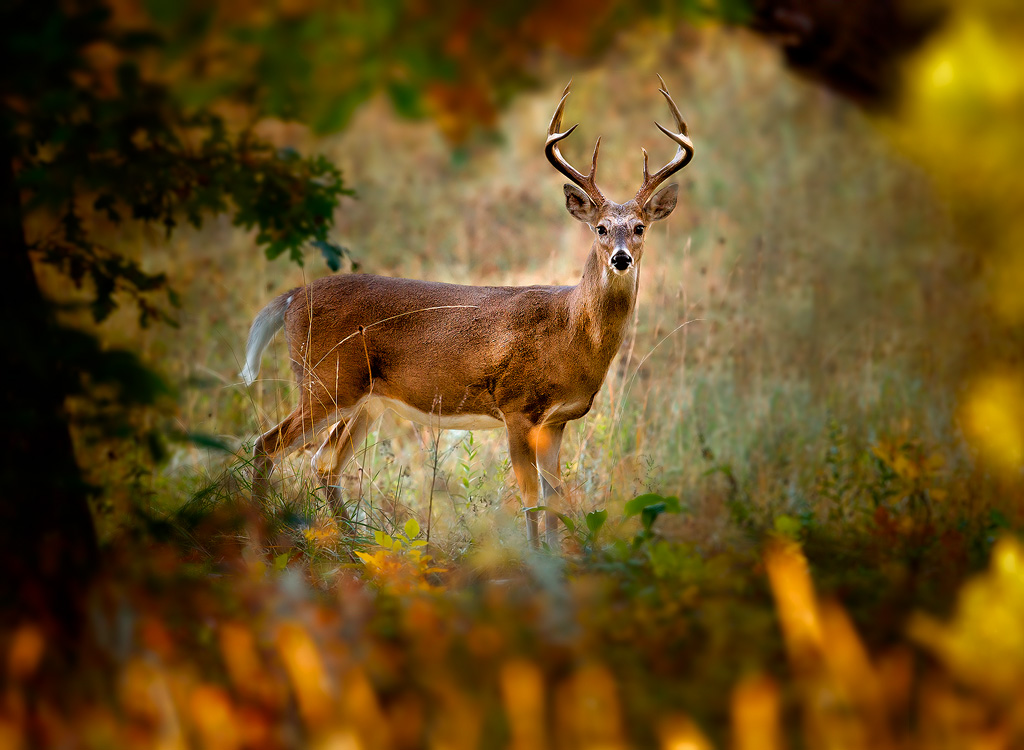 Whitetail Buck Through A Window Of Trees Title