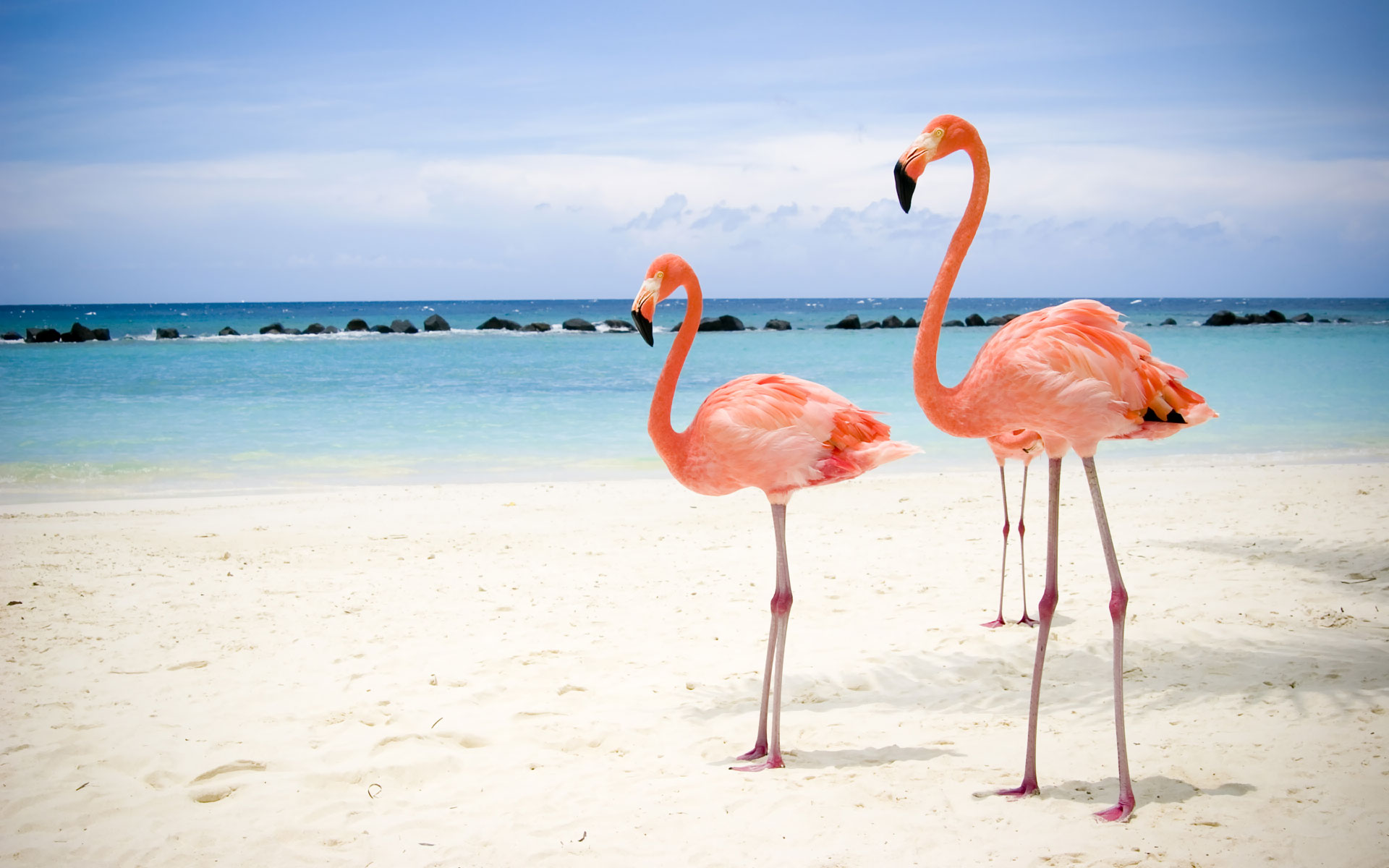 Flamingos On The Beach Desktop Pc And Mac Wallpaper