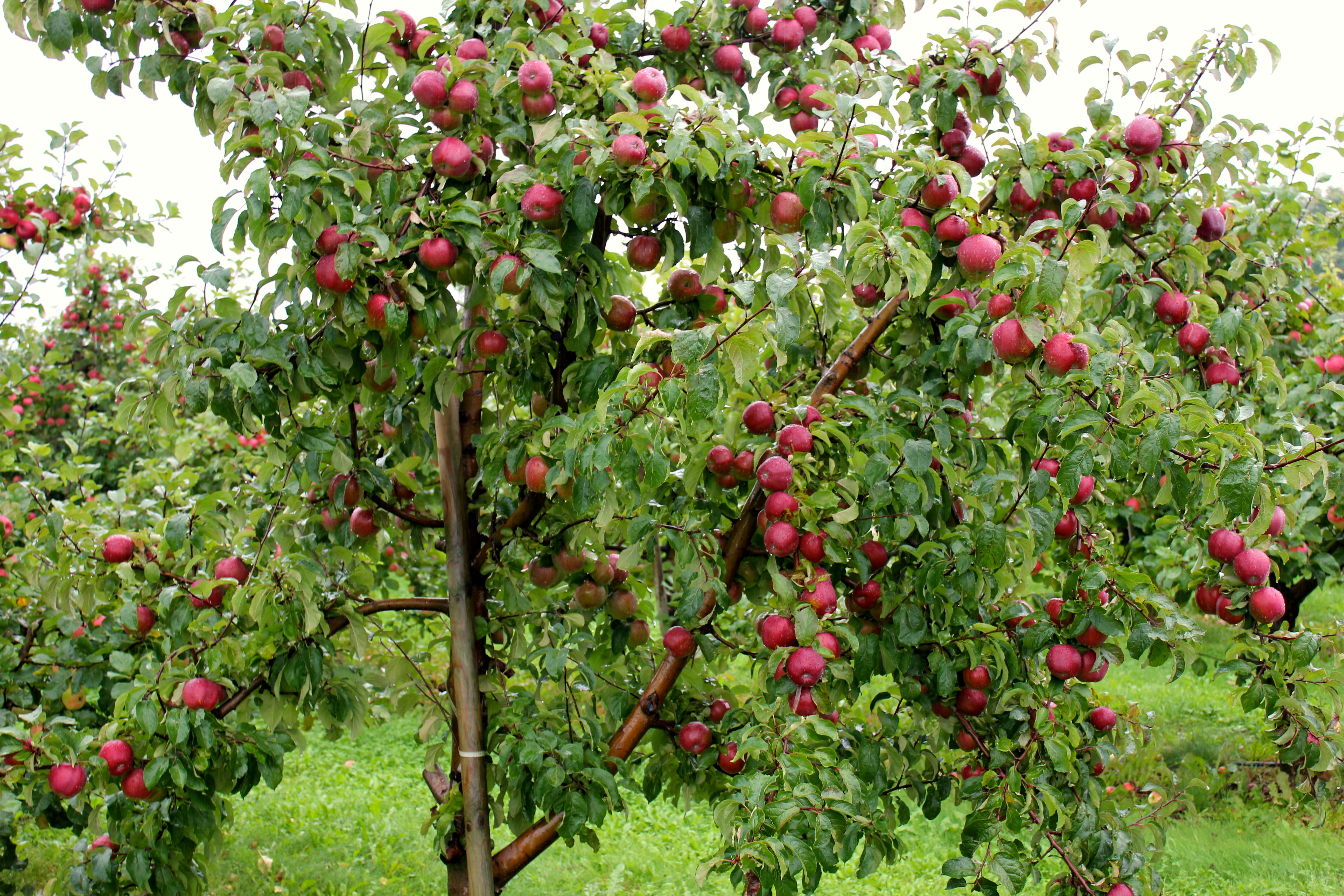 Apple Tree Wallpaper Apple Tree Wallpaper Apple Tree