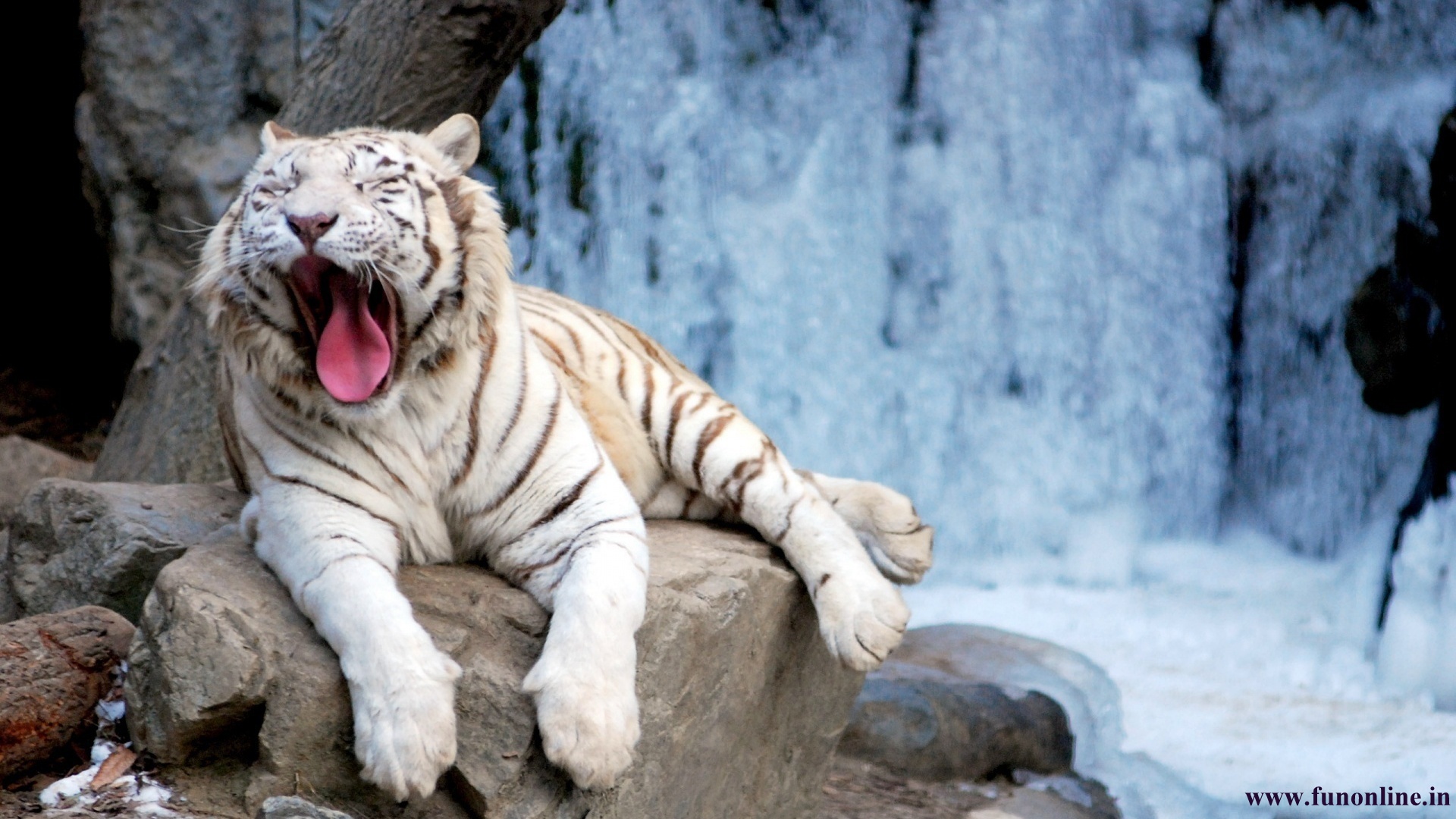 Tigers Wallpapers White Tiger Wallpapers Download Tigers Wallpapers 1920x1080