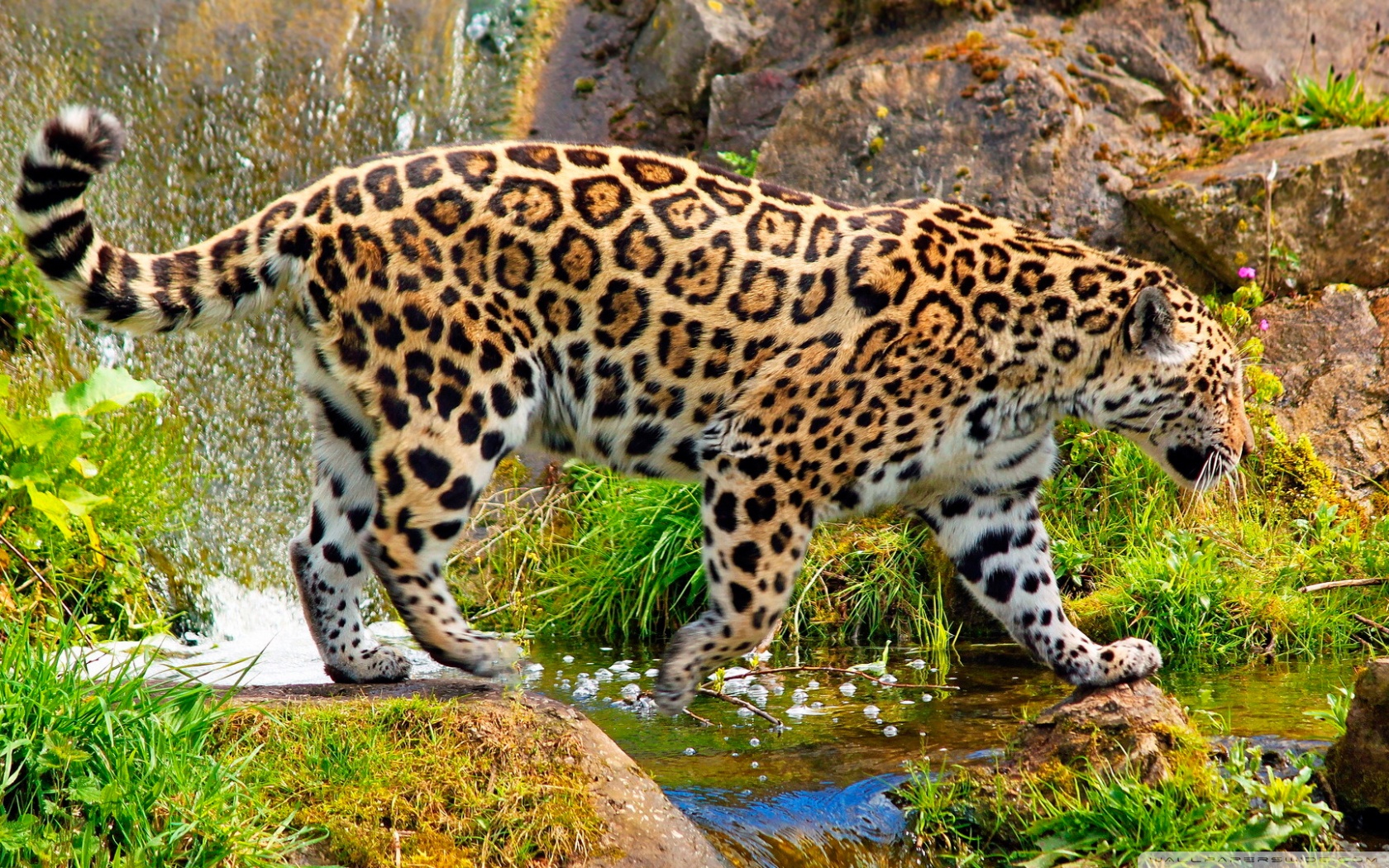 Wallpaper Leopard 1680x1050