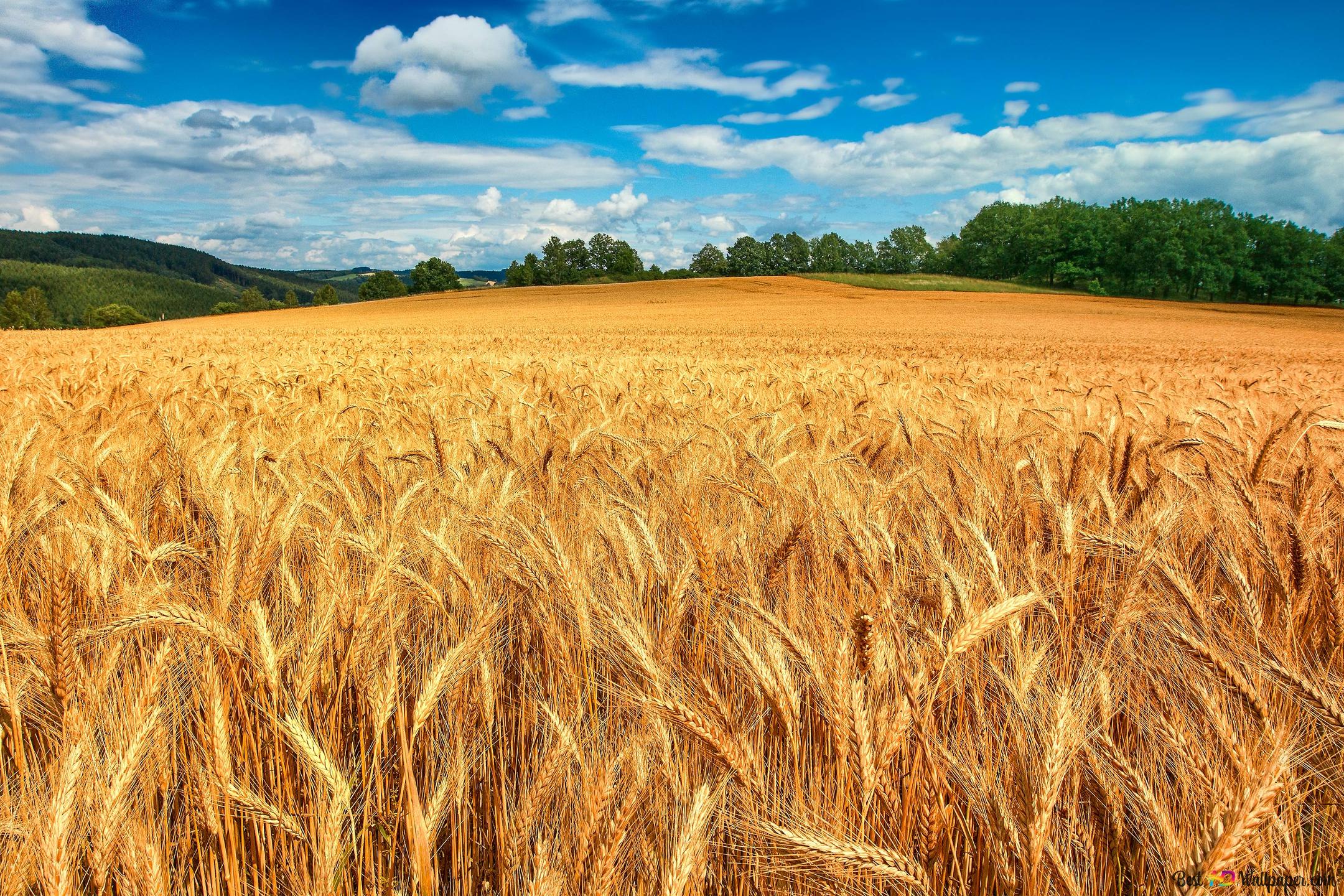 Wheat Field 4k Wallpaper