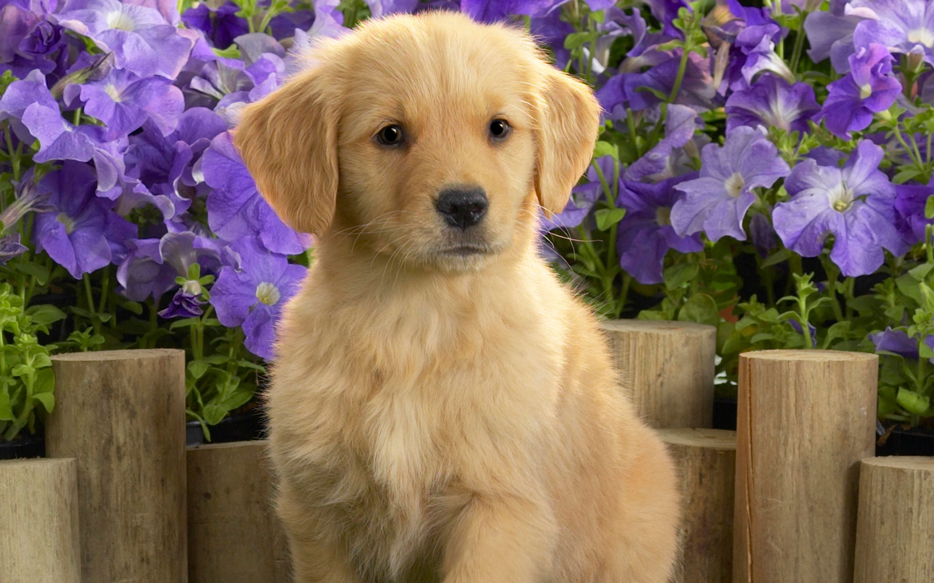 Yellow Labrador Puppy Wallpapers HD Wallpapers